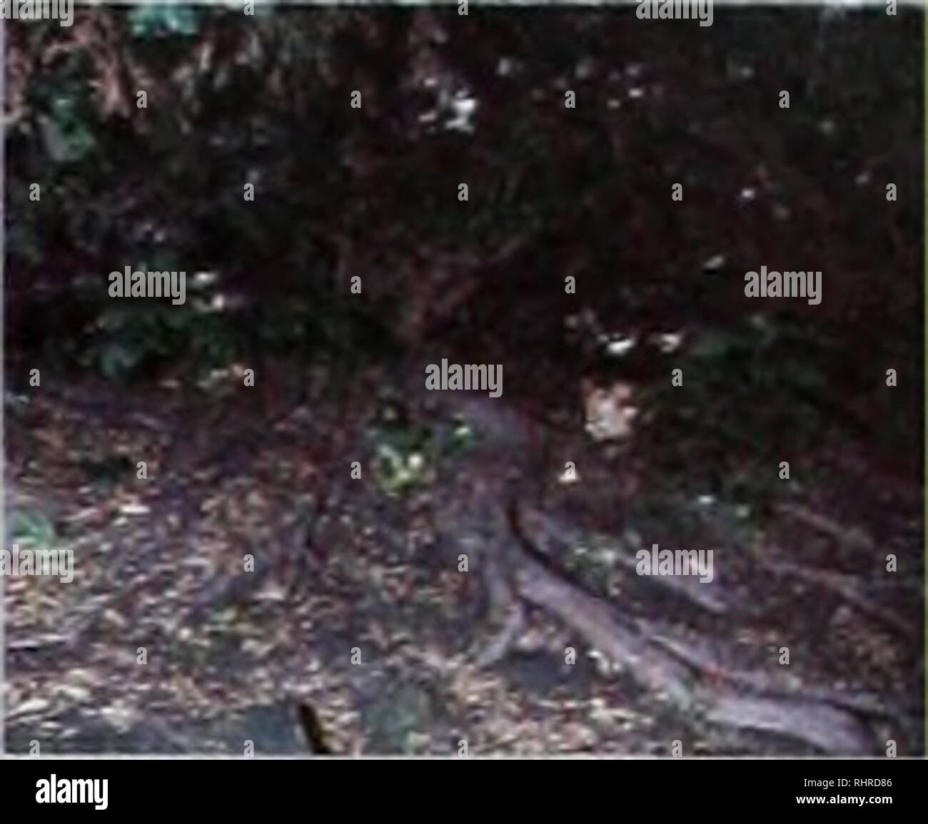 . La biodiversità in Mesoamerica: Regionale rapporto sulla conformità con la Convenzione sulla diversità biologica, CBD. c onclusiones importantes analisi tematico Sobre cooperacion De la lectura y analise de los Resultados de los informes nacionales, sobresale el interessa de la regione mesoamericana en el tema de la cooperacion, encontrandonos con que es uno de los temas en los cuales se asignan Mas las Altas prioridades y en terminos generales, y presenta onu adecuado y mediano cumplimiento. Recordemos que mucho de lo logrado se debe a los esflierzos que se vienen realizando desde antes de la ratificac Foto Stock