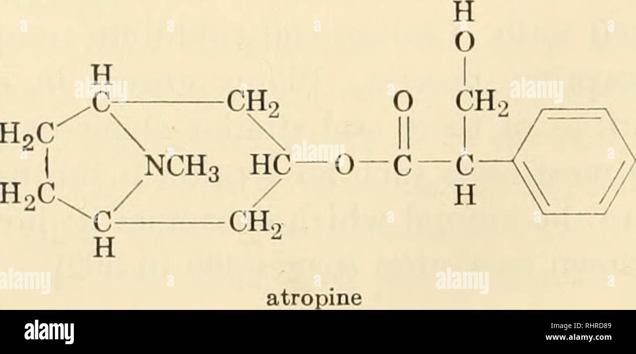 . Biochimica delle piante e degli animali, di un'introduzione. Biochimica. 196 biochimica vegetale alcaloidi molte piante di tutto il mondo si accumulano azoto organico chiamato basi alcaloidi. Benché un gran numero di medicalmente im- portant alcaloidi sono state isolate, solo in nicotina, nornicotine e anabasine di tabacco ha la fisiologia vegetale è stata studiata estensivamente. La nicotina è il principale alcaloide del tabacco e costituisce da 0,5 a 8 per cento o più della foglia secca. La quantità trovata nel tabacco è una funzione di varietà e tipo, lo stato nutrizionale e la crescente condi- zioni. La nicotina Foto Stock