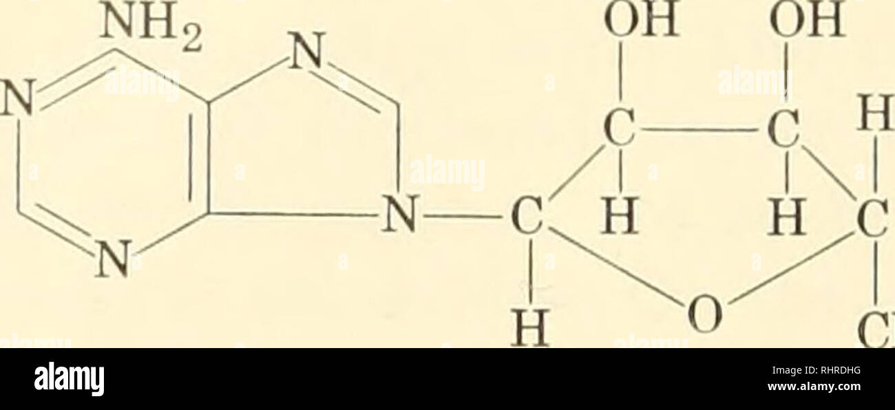 . Biochimica delle piante e degli animali, di un'introduzione. Biochimica. 122 biochimica generale questi nucleosidi sono esterificati con acido fosforico nel nucleo- maree. Qualsiasi dei gruppi idrossilici disponibili potrebbe partecipare e fare, almeno in particolari condizioni. In acidi nucleici, tuttavia i legami estere probabilmente coinvolgono solo i gruppi ossidrilici di atomi di carbonio 3 e 5 sia di ribosio o deossiribosio. Adenylic acido è un tipico. CHaOPOg adenosina-5'-fosfato acido adenyhc (dal muscolo) Sequenza nucleotidica. La nomenclatura di tutti questi composti correlati può essere così riassunto: Nucleosid di base Foto Stock