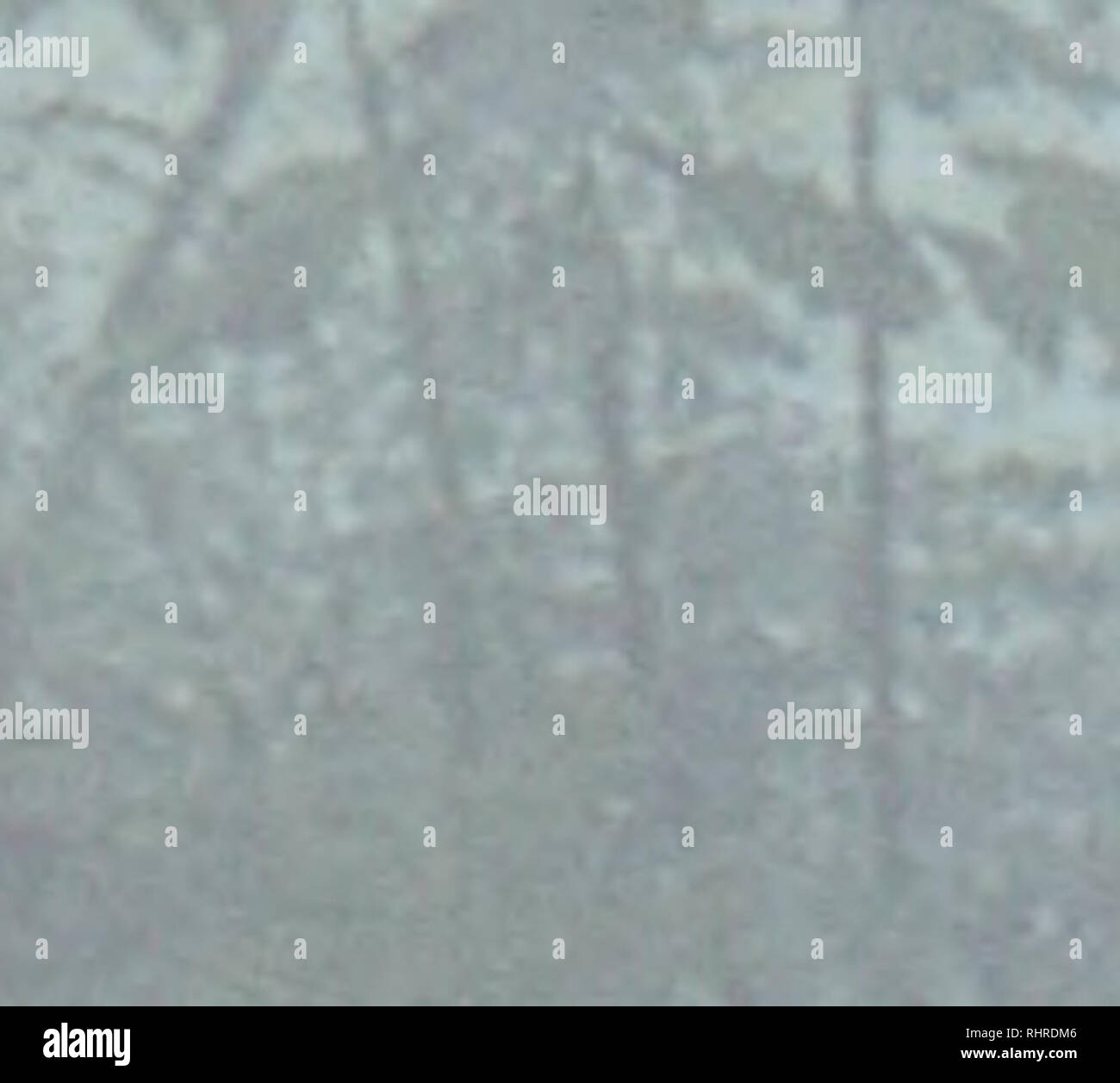 . La biodiversità in Mesoamerica: Regionale rapporto sulla conformità con la Convenzione sulla diversità biologica, CBD. de la perdida y fiagmentacion de habitat en una de las zone biologicamente mas ricas del mundo, ha llevado un muchos conservacionistas un considerar que Mesoamerica es uno de los "sWos criticos" del mundo en materia de biodiversidad. No obstante, los paises estan elaborando sus estrategias y aplicando acciones para mitigar estos problemas, procurando conocer, con- servar y usar adecuadamente la biodiversi- papà. Uno de los principales logros es el tra- bajo conjunto que viene Foto Stock