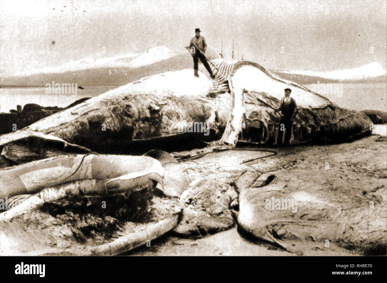 Caccia alle balene - Whale pesca.Una fotografia vintage di mostrare agli uomini la rimozione blubber da una balena. Foto Stock