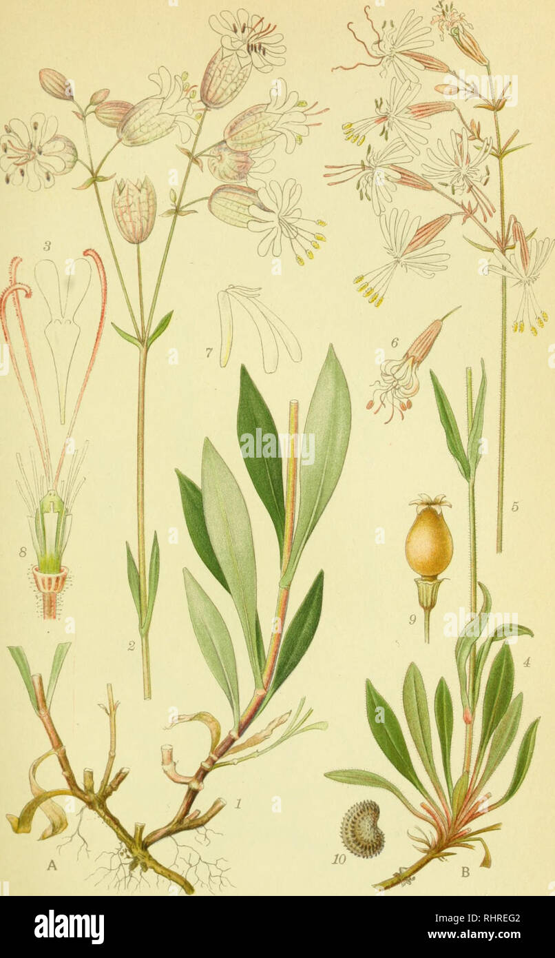 . Billeder af nordens flora. Piante; piante; piante. 340. A. BLAERE-SMELDE, Silene vulgaris. B. NIKKENDE LIMURT, silene nutans. A-£OHT2ELLSTR.A,B STHLin. Si prega di notare che queste immagini vengono estratte dalla pagina sottoposta a scansione di immagini che possono essere state migliorate digitalmente per la leggibilità - Colorazione e aspetto di queste illustrazioni potrebbero non perfettamente assomigliano al lavoro originale. Mentz, Agosto, 1867-1944; Ostenfeld, C. H. (Carl Hansen), 1873-1931. København, G. E. C. Gad forlag dell Foto Stock