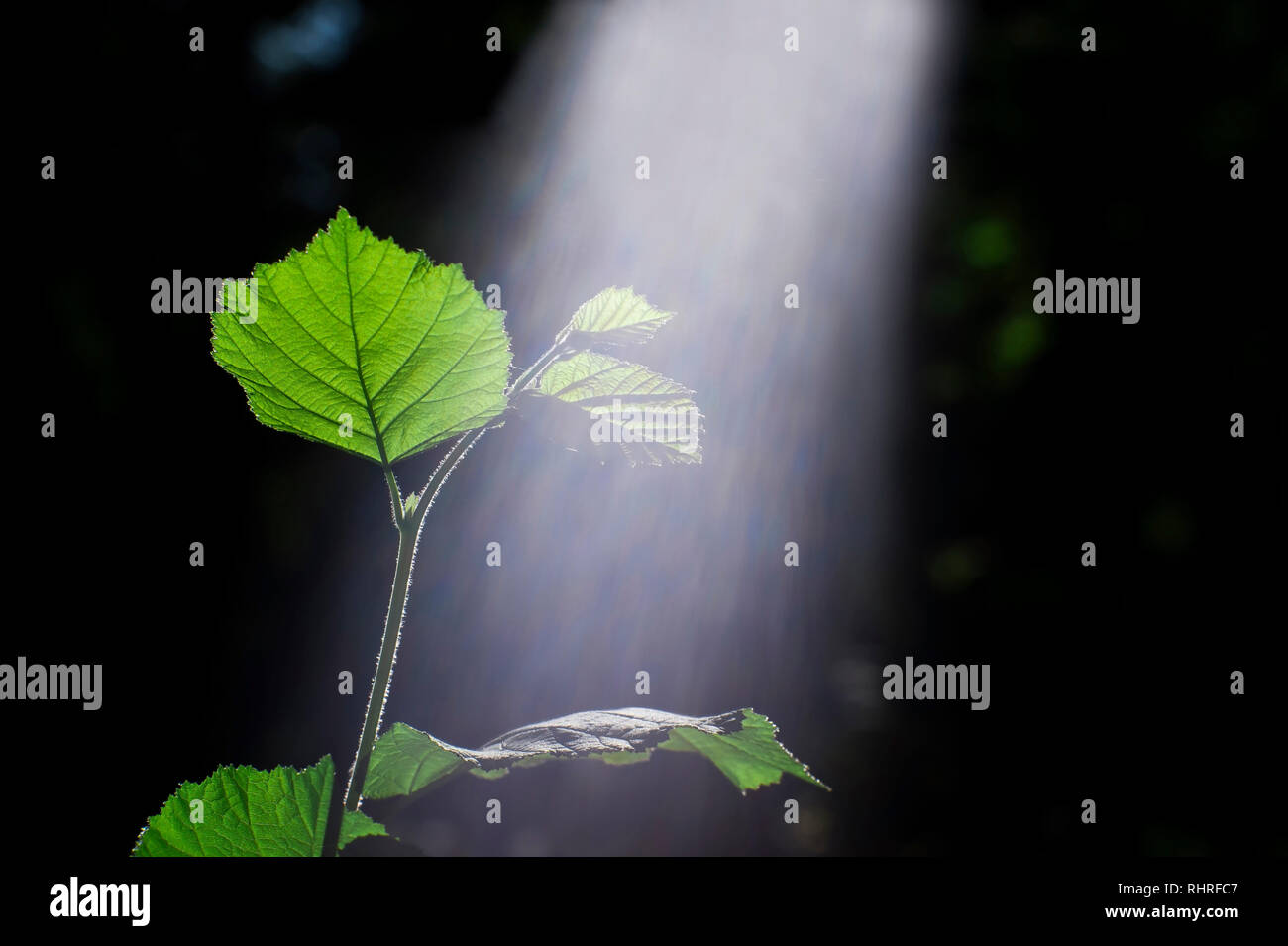 Germoglio verde di un giovane ramo di un cespuglio di nocciolo illuminata dal sole con un lo spettro visibile della luce. Il concetto di impianto la fotosintesi. Il re Foto Stock