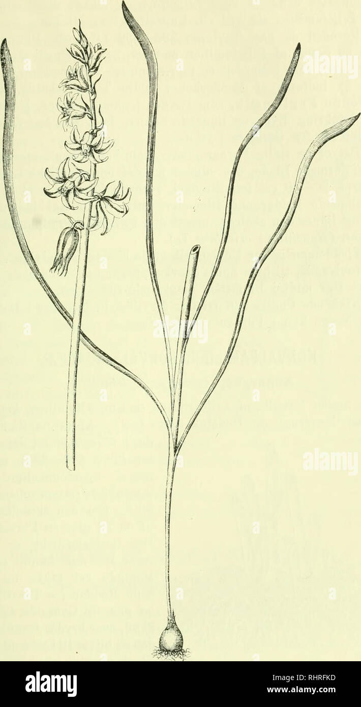 . Billeder af nordens flora. Piante; piante; piante. 135. Fig. 20. Nikkende Fuglemaelk [Orniihogalutn nutans); V'a nat. Størr. (Efter Flora Danica).. Si prega di notare che queste immagini vengono estratte dalla pagina sottoposta a scansione di immagini che possono essere state migliorate digitalmente per la leggibilità - Colorazione e aspetto di queste illustrazioni potrebbero non perfettamente assomigliano al lavoro originale. Mentz, Agosto, 1867-1944; Ostenfeld, C. H. (Carl Hansen), 1873-1931. København, G. E. C. Gad forlag dell Foto Stock