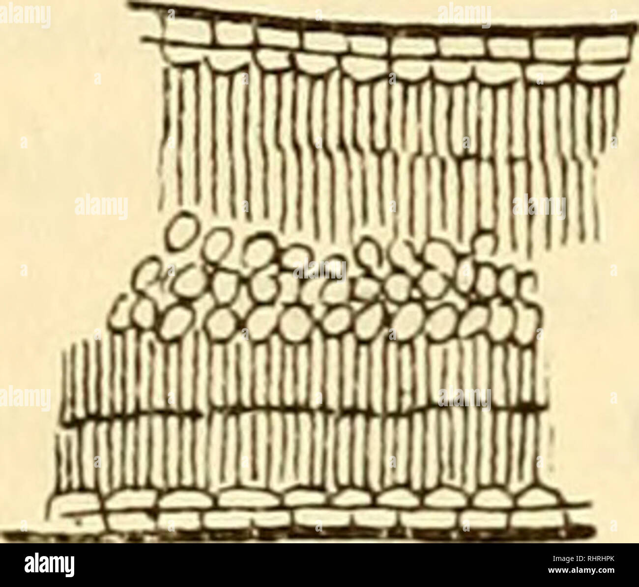 . Bihang fino a Kongl. Svenska vetenskaps-akademiens handlingar. La scienza; Botanica. 38 ERIKSON. Ho SANDFLORAN ÃSTRA SKÃ NE. Ã¤r fallet med Fsamma arenaria, Psamma haltica, Corynepho- rus canescens, Triticum junceum. Festuca ovina, festuca ovina /?) glauca. Hos andra grÃ¤s Ã¥ter, sÃ¥som JElymus arenarius, Festuca ruhra /?) arenaria, Koeleria glauca, Triticum acuttim, finnas endast spridda hypodermala mekaniska strÃ¤ngar midt fÃ¶r nerverna, hvarmed sammankÃ¤nger, att klyfÃ¶ppningar Ã¤fven upptrÃ¤da pí¥ den yttre sidan. Mesofyll. Mesofyllet kar i allmÃ¤nket en mycket kompakt bj^ggnad hos sandvÃ¤xterna Foto Stock