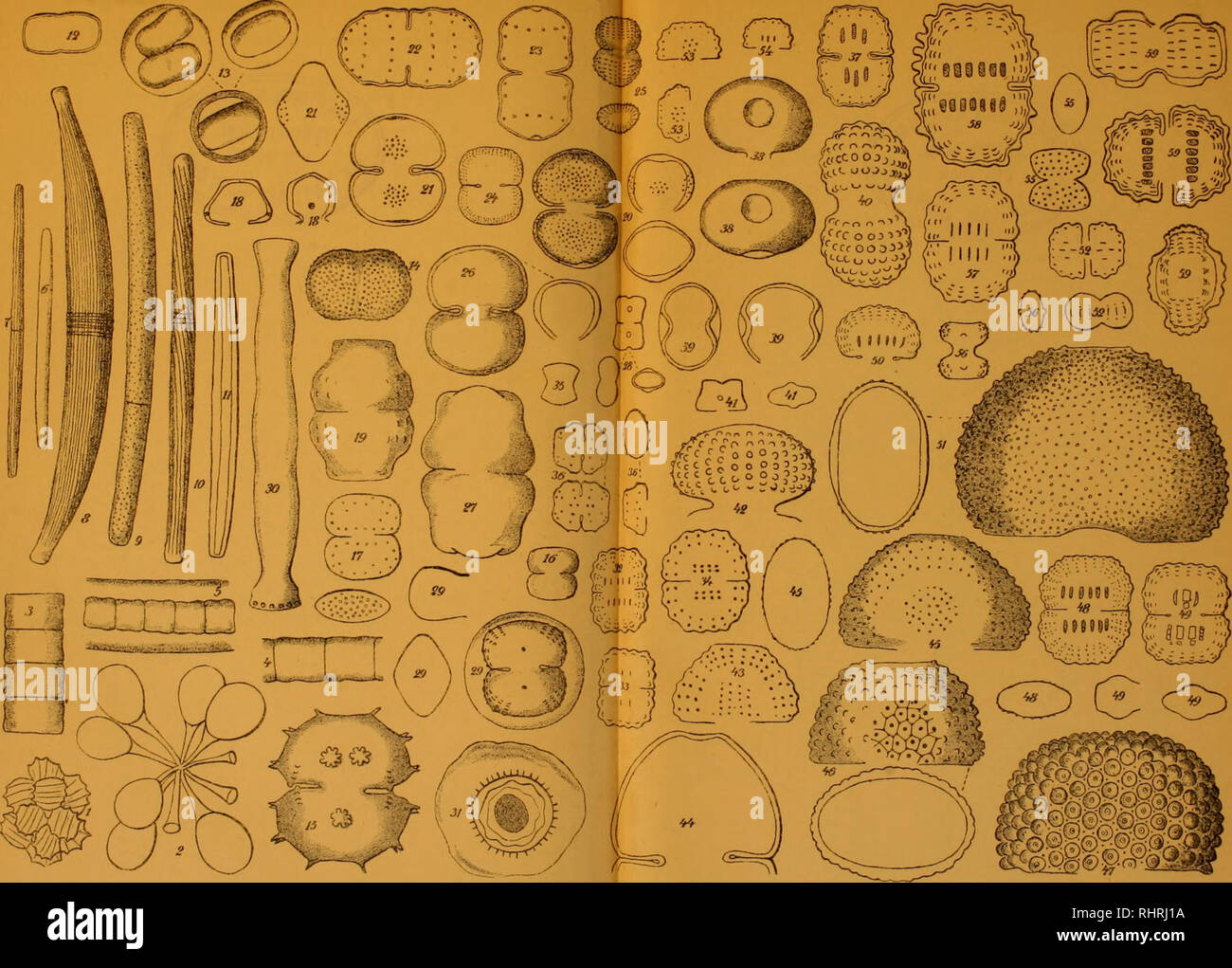 . Bihang fino a Kongl. Svenska vetenskaps-akademiens handlingar. La scienza; Botanica. Bihar.g fino a K. Sv. Ancora.-Ãkad. Handl. Bd. 24. Afd. III. N:o 8.. 10 ia d' â"¢'^â '^Â°'^'*"""i coelastroidcs. 2. Sjnura uvella. 3, i. Hvalotheca dissiliens f. 5. H.ldiss. v. 6, 7. Closterium juncidum, f. 8. Cl. regulare v. 9, 11. Cl. .Â"p. 10. Cl. ausustatum .. 1-, 1, J3. C difficilc var. 24. C. puiictulatum v. 25. C. slriatigrauulatum. 26. Csul.deplanatum. 27. C. holmieuse f. 28. C. Pitense. 29. C. Bohlini. 30. Docidium diiatatum v. ^1. 1 rofhisna spei-. 62-Si, Cosui. crenatuni f. 36. C. bieu Foto Stock