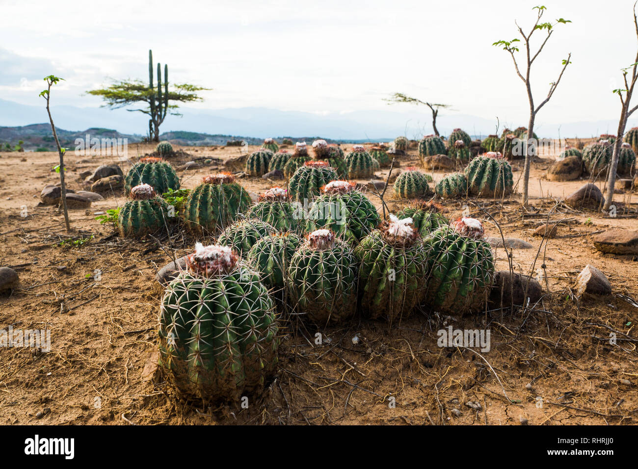 Cactus nel Desierto de la Tatacoa Foto Stock
