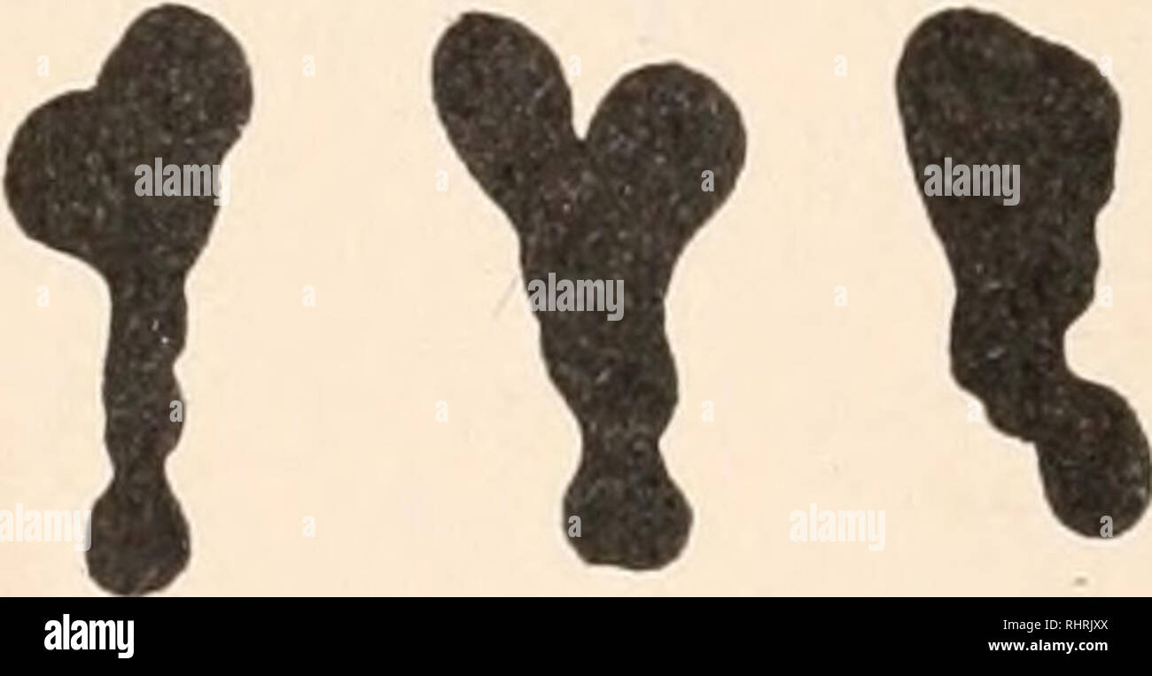 . Il bollettino biologico. Biologia; Zoologia; biologia; biologia marina. -.-X X I. Un D 'W 4 5 FIG. i. Primo spermatocyte stadio di crescita. X = heterochromosome. Mag. 2.000. FIG. 2. Prophase. FIG. 3. Prima metafase spermatocyte, sezione tangenziale del mandrino che mostra la heterochromosome X. FIG. 4. Anaphase. FIG. 5. Il heterochromosome; a, b, c, da sezioni di materiale Flemming; c, d, da acetocarmine preparati. Mag. 2.000 per tutte le figure. 121. Si prega di notare che queste immagini vengono estratte dalla pagina sottoposta a scansione di immagini che possono essere state migliorate digitalmente per la leggibilità - colorazione e un Foto Stock