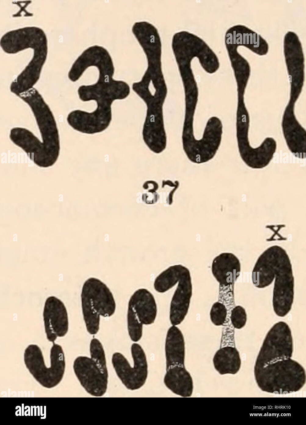 . Il bollettino biologico. Biologia; Zoologia; biologia; biologia marina. 36. 38 FIG. 35. La zanzara anofele sp.? Primo spermatocyte stadio di crescita. X = etero- cromosoma. FIG. 36. Primo spermatocyte prophase. Figg. 37 e 38. I cromosomi della prima spermatocyte metafase. Mag. 2.000 in tutte le figure. Il stadio larvale. La rete è stata utilizzata nello stagno molte volte durante il mese di marzo, aprile e maggio, ma nessuna delle larve di zanzara o pupe fissato ad eccezione delle due date di cui sopra. Fig. La figura 35 mostra la heterochromosome nel nucleo di una fase di crescita, Fig. 36 Un prophase della prima maturazione la mitosi, e Figg. 37 e 38 th Foto Stock