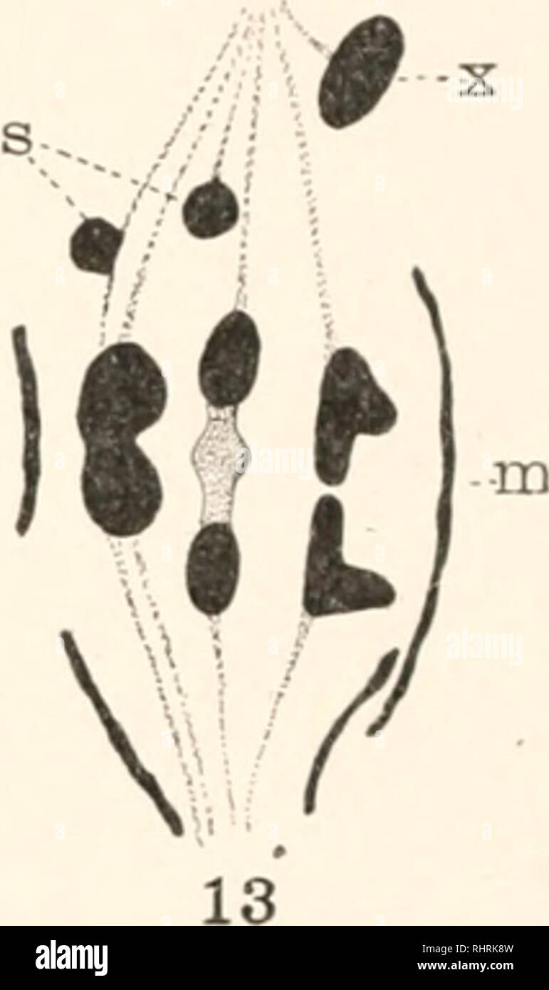 . Il bollettino biologico. Biologia; Zoologia; biologia; biologia marina. 11 12. FIG. ii. Il mandrino che mostra due supernumeraries (s), ciascuno fissato al mandrino fibre da entrambi i poli. Mag. 2.000. FIG. 12. Anaphase mostra in soprannumero (s) attorno a dividere. FIG. 13. La metafase mostra X, un soprannumero (5) attaccato ad un mandrino in fibra e un altro (5) attaccato a due. m = mitocondri. Alcuni in entrambe spermatogonial e spermatocyte mitosi (Figg, II, 13). Il supernumeraries sembrano essere in grado di effettuare le connessioni con entrambi i poli nella maggior parte dei casi se sono in o vicino alla piastra equatoriale nel tardo prophase Foto Stock