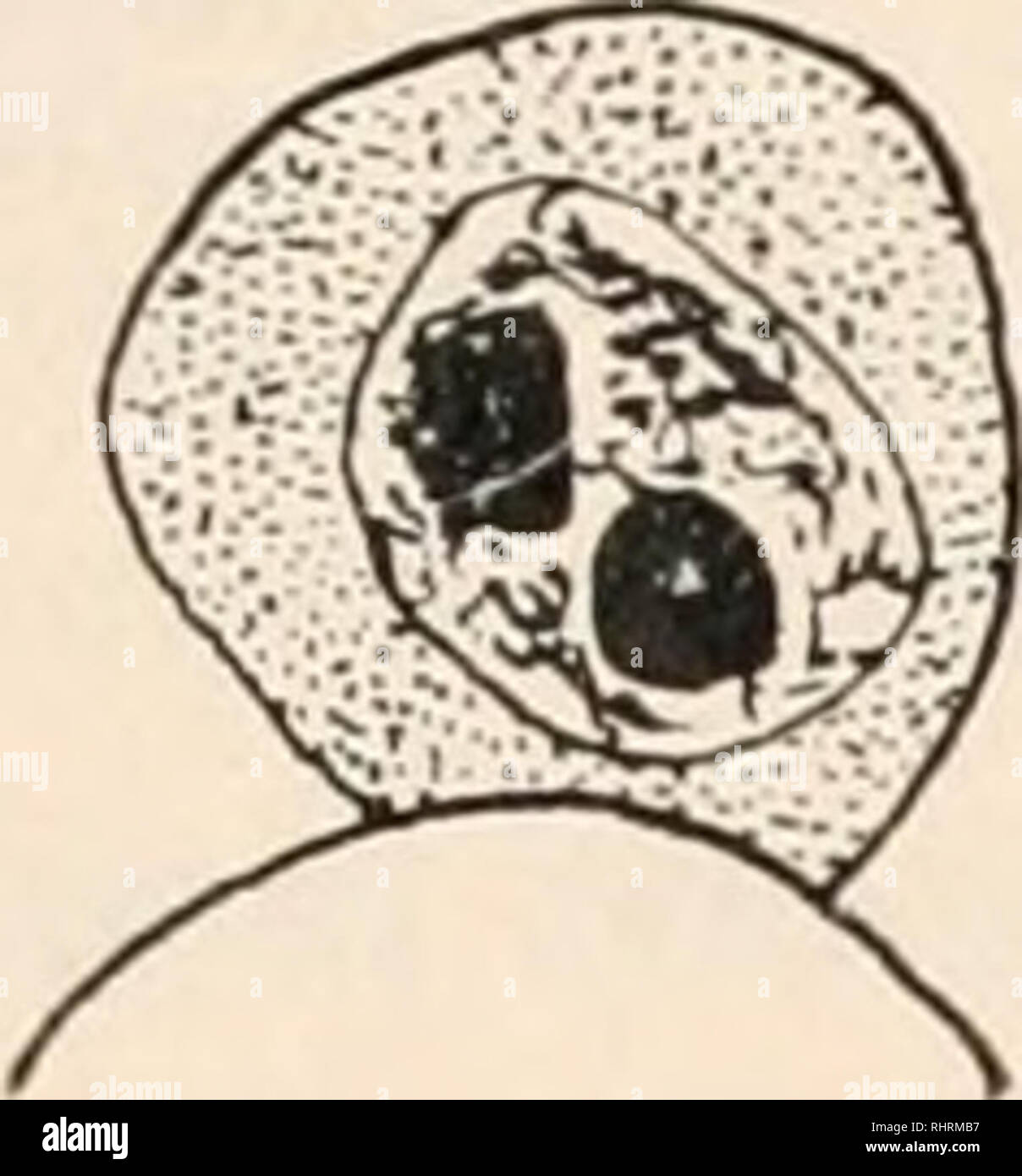 . Il bollettino biologico. Biologia; Zoologia; biologia; biologia marina. Note su BRANCHIOBDELLA. 109 Come spermatocytes si trasformano nel spermatid, la cromatina cambia gradualmente dallo stato reticolare in un compatto, massa omogenea. Il spermatid è un piccolo ovale- cella anulare fissata dall'estremità di punta della testa per la blasto- phore. Tra il nucleo e la parete della cellula nella regione più lontana dal blastophore, vi è un corpo che prende una base. FIG. 4. Una camera lucida disegno di un ovocyte con il n. 6 comp. oculare ed 2 mm. obiettivo n. FIG. 5. Prophase di giovani ovocyte Foto Stock