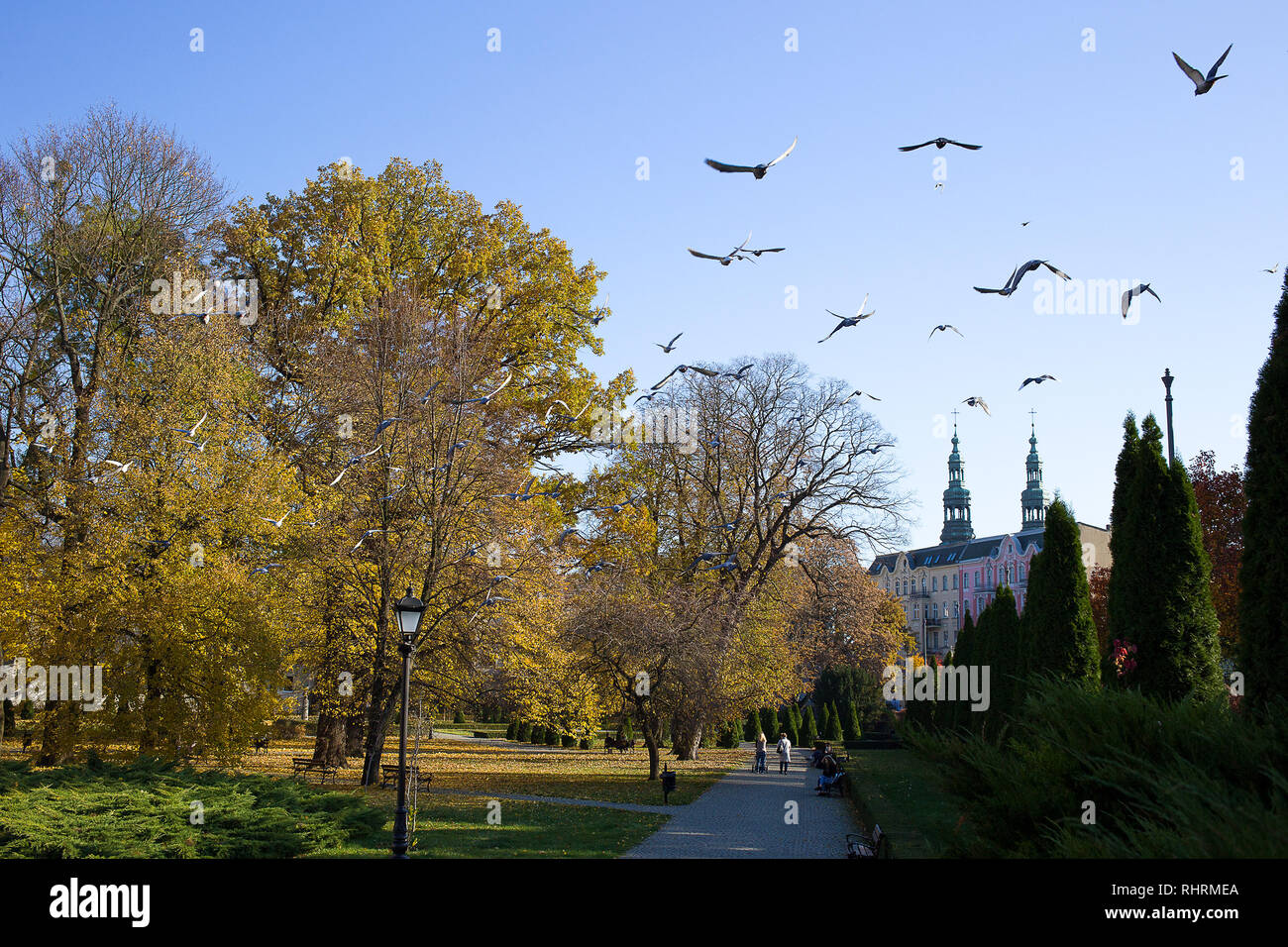 Gli uccelli sono battenti sul parco sulla soleggiata giornata autunnale nella città di Poznan, Polonia Foto Stock