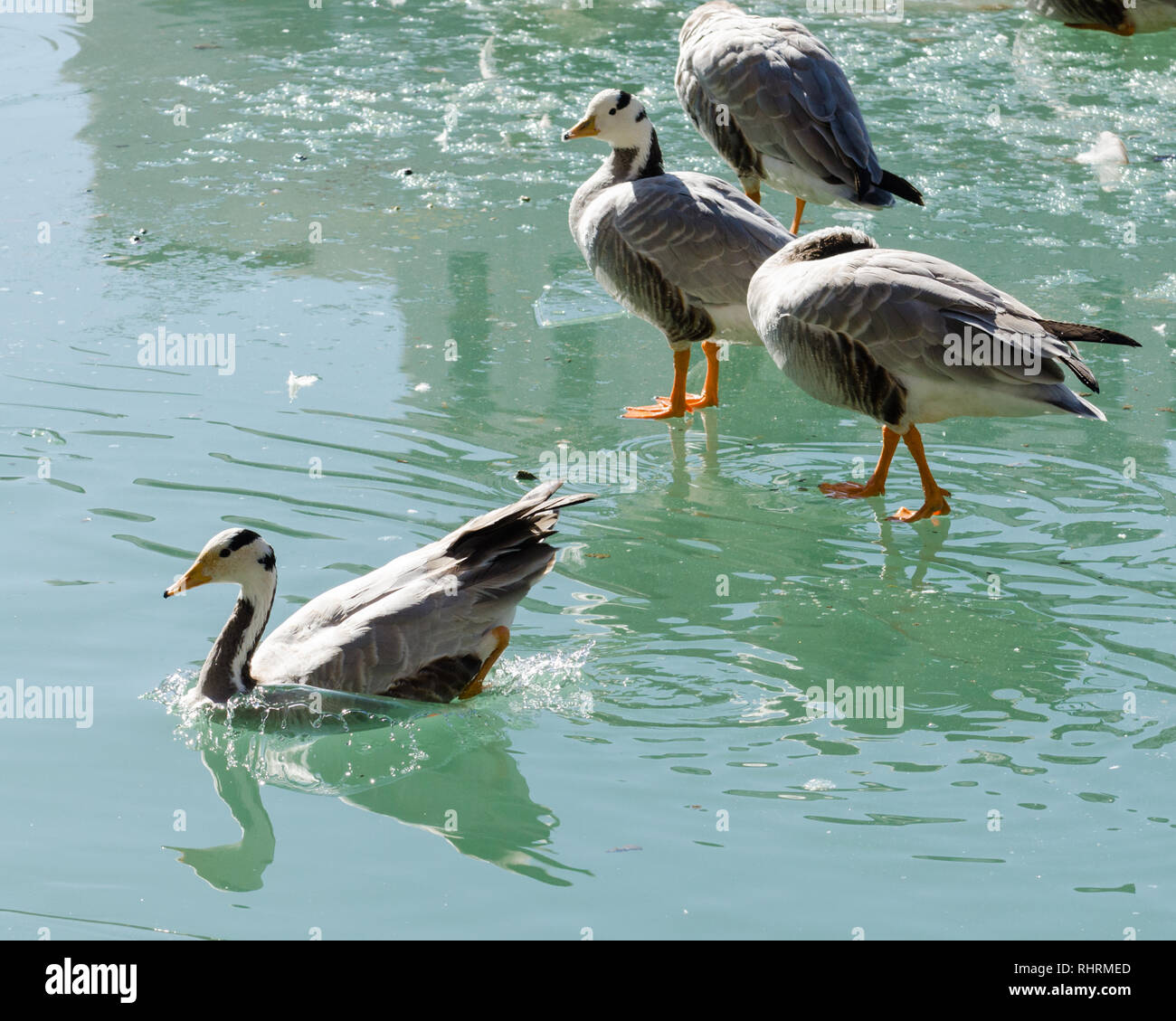 Bar-headed goose arrivare in acqua mentre altri oche sono in piedi su acqua ghiacciata in Lukang Zongjiao park, Lhasa, in Tibet Foto Stock