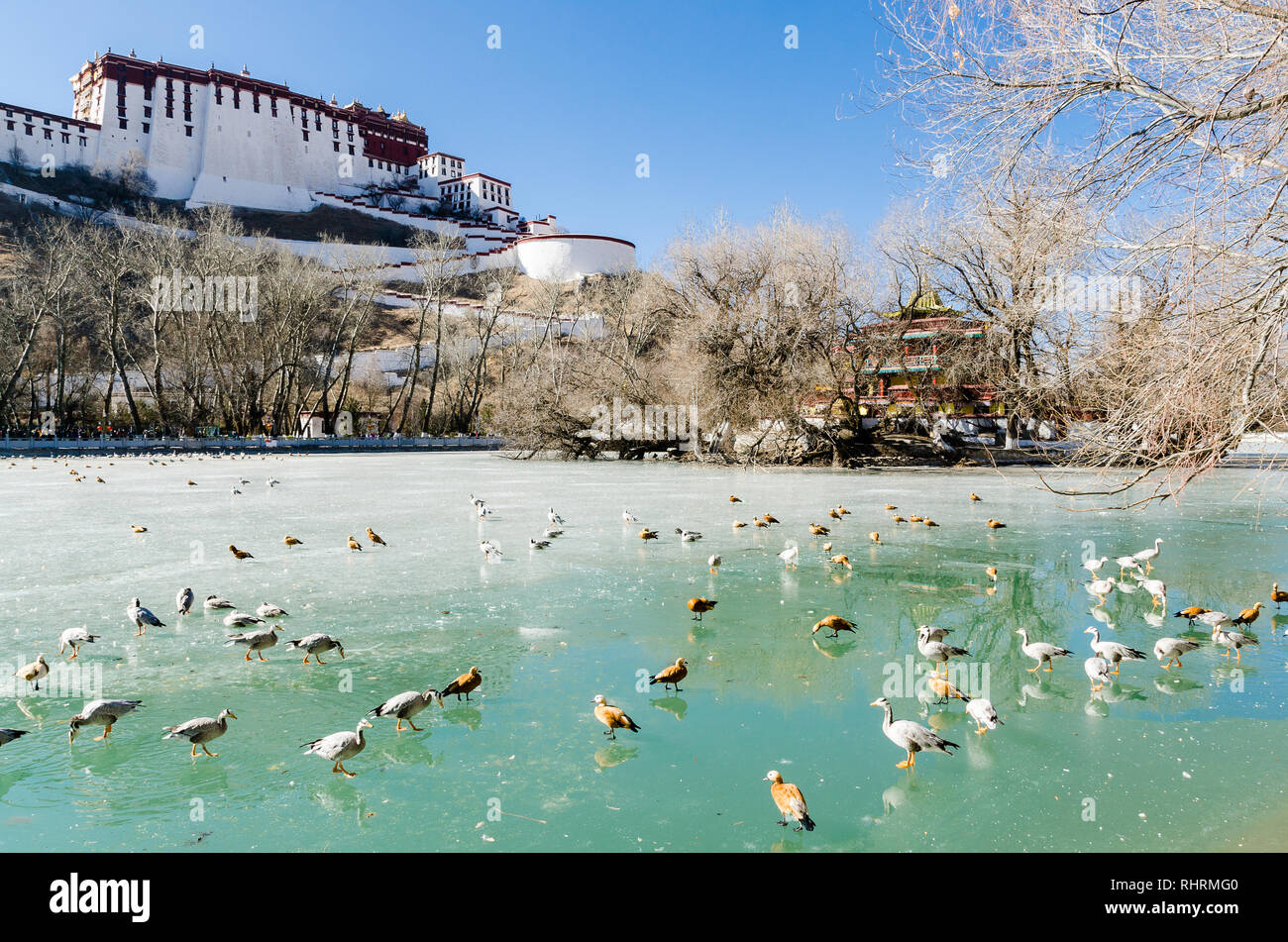 Bar-guidato oche e rubicondo shelducks piedi su acqua ghiacciata in Lukang Zongjiao parco vicino palazzo del Potala, Lhasa, in Tibet Foto Stock