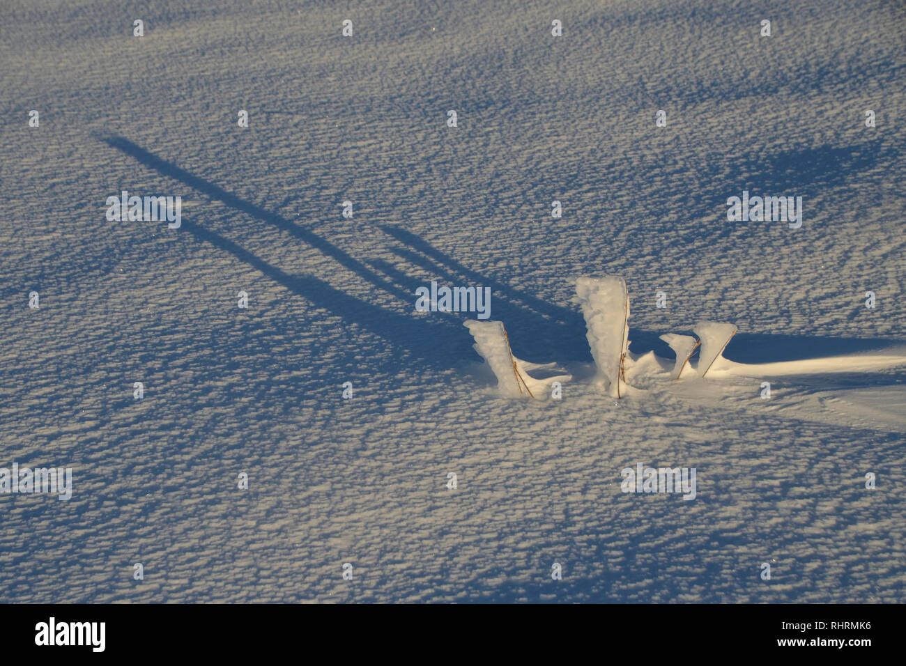 Congelati i gambi di erba che fuoriescono dalla neve sul pendio di una collina nelle Highlands scozzesi, Gran Bretagna Foto Stock