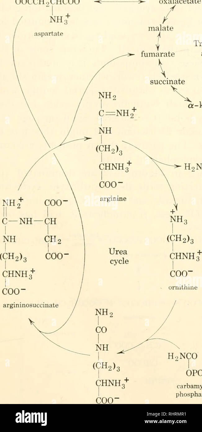. Biochimica delle piante e degli animali, di un'introduzione. Biochimica. Il metabolismo delle proteine di piruvato â 'OOCCHgCHCOO ossalacetato. citrato 465 CH3CHCOO- NH3+ alanina ciclo degli acidi tricarbossilici c/s-aconitato isocitrato / succinato oxalsuccinate a - chetoglutarato citrullina H2NCONH2 urea "OOC(CH2)9CHCOO" NH3+ glutammato OHC(CH2)2CHCOO- NH3+ semialdehyde glutammico '^. N" JCOOH 0P3H- carbamilfosfato UN'-pirrolina-5- carbossilico H2 prolina HOH HCOO- + H. HCOO" idrossiprolina Figura 20-1. Trasformazioni metaboliche come del 1959 per diversi amminoacidi collegati direttamente con la tricar Foto Stock