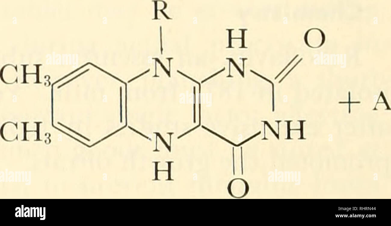 . Biochimica delle piante e degli animali, di un'introduzione. Biochimica. 334 animale funzione biochimica riboflavina serve a titolo di uno dei suddetti gruppi protesici come un idrogeno-portatore di elettroni, come menzionato in precedenza. L'isoallossazina porzione della molecola è soggetto a ossidazione reversibile e reduc- zione secondo la reazione mostrata, R CH; + AH2. O dove AH2 rappresenta un adatto agente riducente e R il resto della struttura sia per FMN o FAD. Il gruppo R contribuisce a fisiologicamente adatto di ossidazione-riduzione potenziale e fornisce per l'attacco all'apoenzima compone Foto Stock