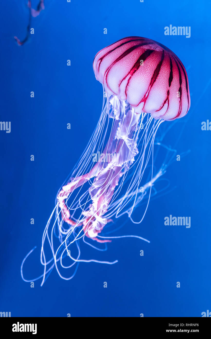 Mare pacifico ortica Chrysaora melanaster meduse. Rosa vibranti contro un fondo blu intenso Foto Stock