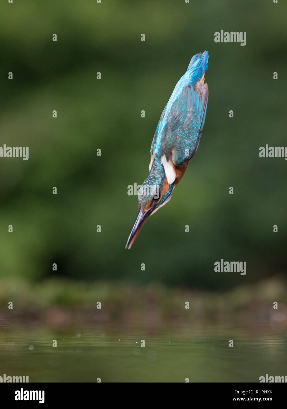 Martin pescatore Alcedo atthis Foto Stock