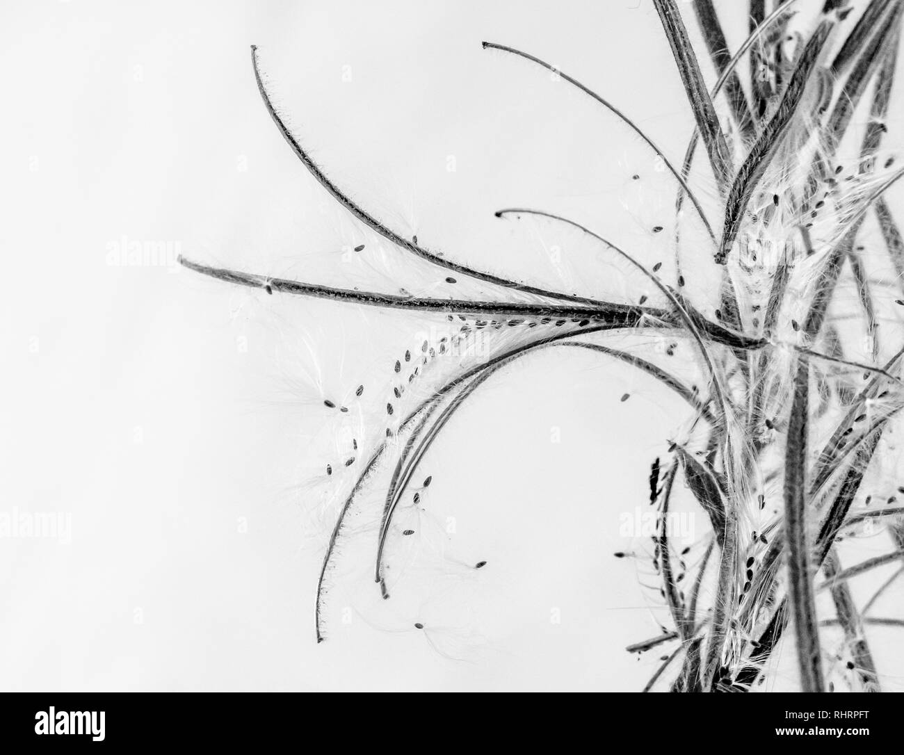 Bianco e nero close up macro dettaglio di un salice Rosebay Willowherb erbe aprire la testa di sementi in autunno nel Regno Unito Foto Stock