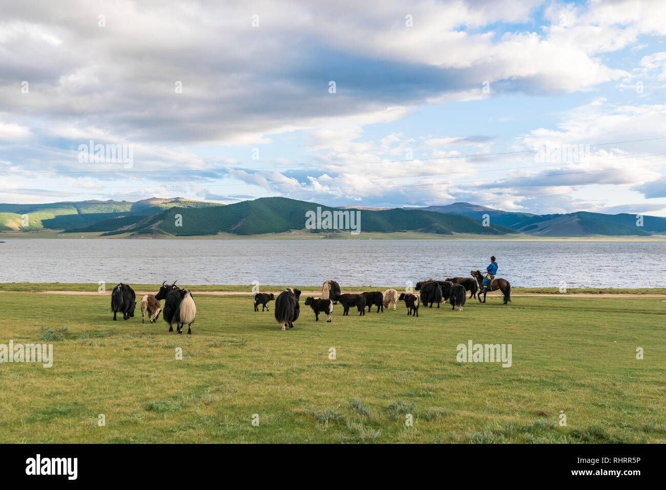 Pastore a cavallo raccogliendo il suo gregge di yak sulle rive del Lago Bianco. Distretto Tariat, Nord provincia Hangay, Mongolia. Foto Stock