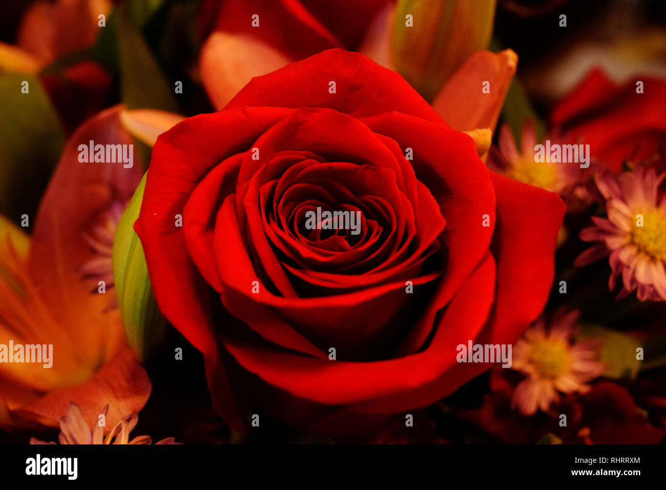 Single Red Rose circondata da molti altri fiori in un bouquet di fiori Foto Stock