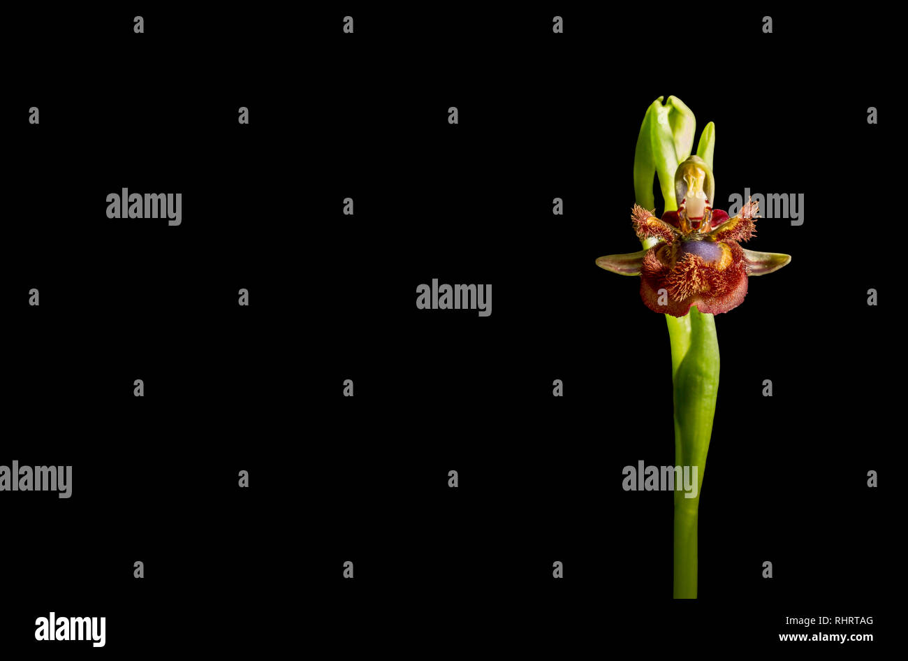 Ophrys speculum o specchio orchidea. Isolato su sfondo nero Foto Stock