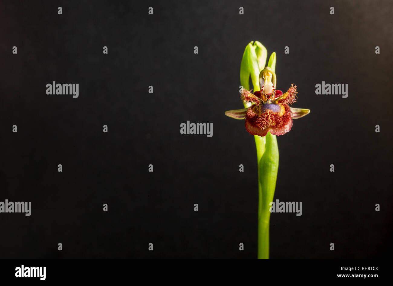 Ophrys speculum o specchio orchidea. Isolato su sfondo nero Foto Stock