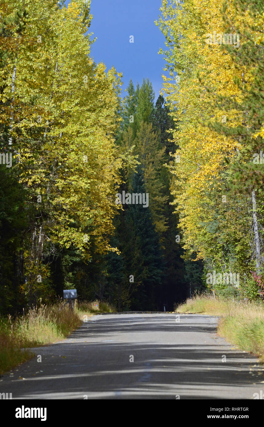 Colori della linea di caduta la strada di Yaak del fork del sud in autunno. Yaak Valley nelle Purcell Mountains, Montana nord-occidentale. (Foto di Randy Beacham) Foto Stock