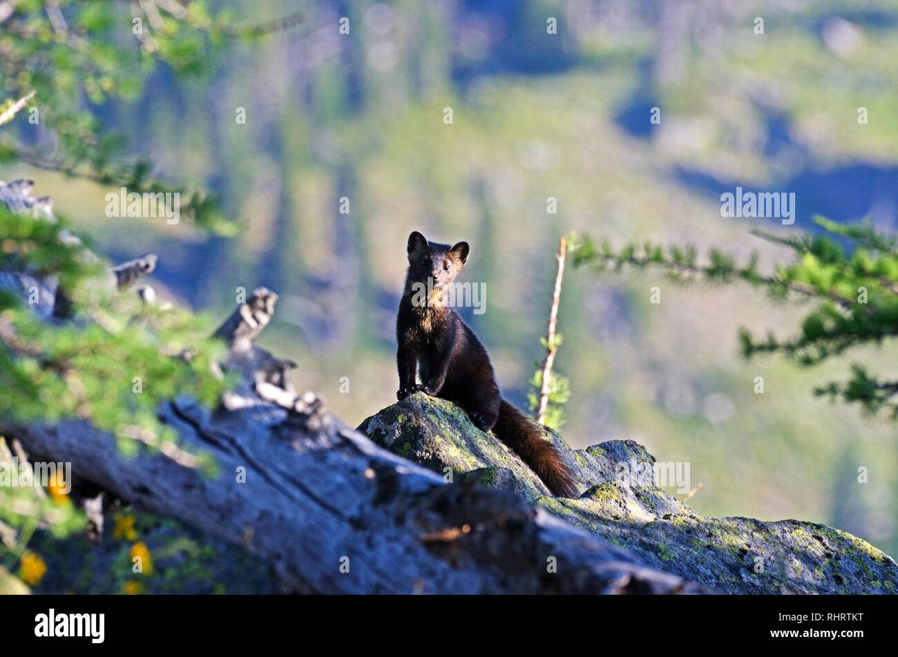 Marten americano in alpina larice talus pendio habitat nella zona panoramica di picco nord-ovest. Kootenai National Forest, MT. (Foto di Randy Beacham) Foto Stock