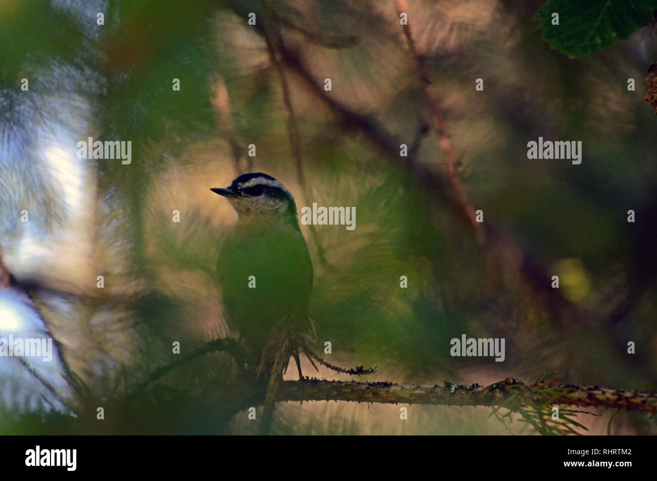 Nuthatch rosso-breasted arroccato in una foresta di conifere in estate. Yaak Valley nelle Purcell Mountains, Montana nord-occidentale. (Foto di Randy Beacham) Foto Stock