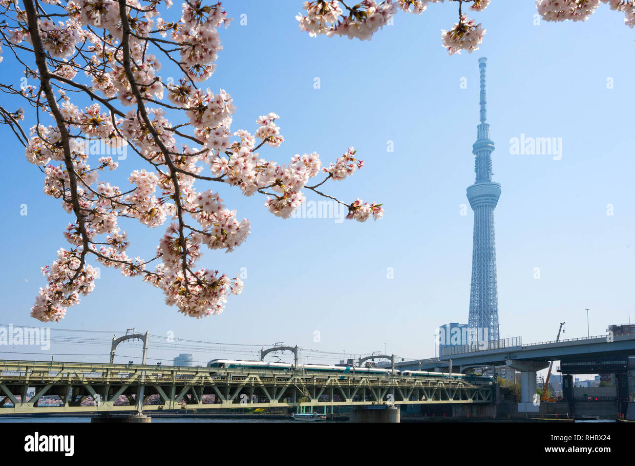 Tokyo Skytree con fiori di ciliegio lungo il fiume Sumida River, Tokyo, Giappone. Foto Stock