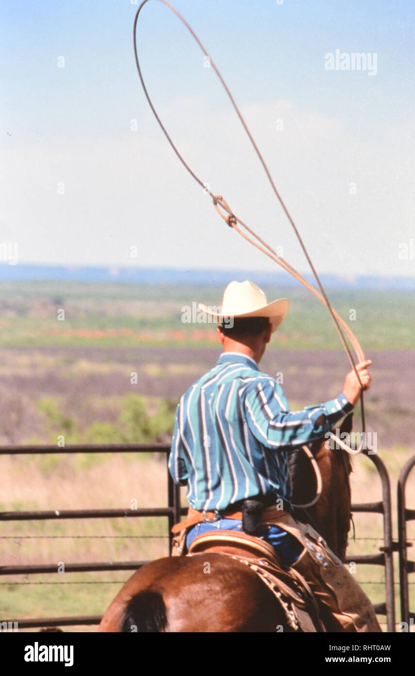 Cowboy roping un vitello durante la primavera tempo di branding in un ranch del Texas Foto Stock