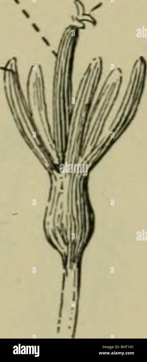 . Bergen botanica : chiave e flora : Northern e Central membri ed.. Piante; piante. anth Mig L. II III. Si prega di notare che queste immagini vengono estratte dalla pagina sottoposta a scansione di immagini che possono essere state migliorate digitalmente per la leggibilità - Colorazione e aspetto di queste illustrazioni potrebbero non perfettamente assomigliano al lavoro originale. Bergen, Giuseppe Y. (Giuseppe giovani), 1851-1917. Boston : Ginn Foto Stock