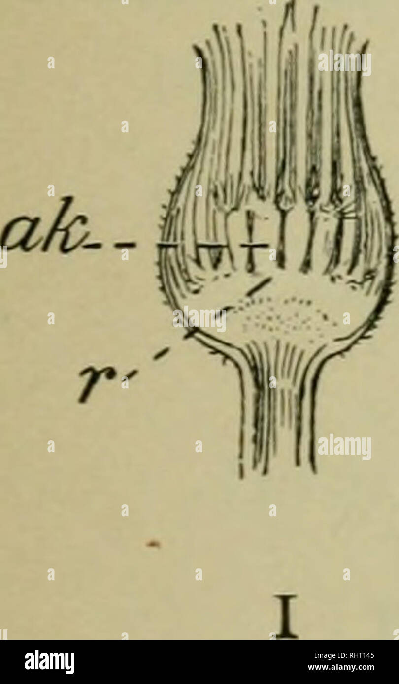 . Bergen botanica : chiave e flora : Northern e Central membri ed.. Piante; piante. Piante dicotiledoni 225 di solito con 5 stami inseriti sulla corolla, le antere uniti in un tubo che circonda lo stile (Fig. 23, V). Calice con il suo tubetto adnate alle ovaie, l'arto a volte vogliono, quando presente prendendo la forma di scale, setole, ecc, noto come imiypus (Fig. 24, II, III). Corolla o strap- sagomata (Fig. 25, ?•) o tubolare (Fig. 23, V), nel primo caso anth  . anth Mig L. Si prega di notare che queste immagini vengono estratte dalla pagina sottoposta a scansione di immagini che possono essere state enh digitalmente Foto Stock