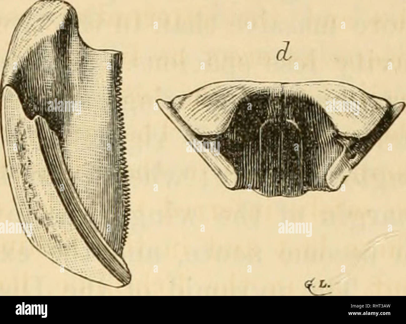 . Bihang fino a Kongl. Svenska vetenskaps-akademiens handlingar. La scienza; Botanica. . Si prega di notare che queste immagini vengono estratte dalla pagina sottoposta a scansione di immagini che possono essere state migliorate digitalmente per la leggibilità - Colorazione e aspetto di queste illustrazioni potrebbero non perfettamente assomigliano al lavoro originale. Kungl. Svenska vetenskapsakademien. Stoccolma : K. Svenska vetenskaps-akademien Foto Stock