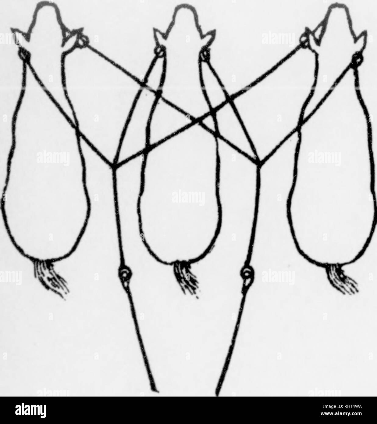 . Biggle cavallo libro. Cavalli. dove si veda A. Ora appoggiarlo in modo che il nodo è nel centro del cavallo della schiena e la sua coda oltre la corda, mettere l'estremità attraverso il capestro ring a C, una fune essendo su ciascun lato del collo e legare insieme le estremità al carro. Si può essere sicuri che l'animale porterà e non tirare indietro il carro. Cavalli se legata in questo modo in platea stretta può essere indurito di halter-trazione. Triple redini sono facilmente realizzato e sono a volte necessari sull'azienda. Hanno il cablaggio maker crea il controllo extra linee la giusta lunghezza ; e quindi metterli sulla fibbia delle linee in uso Foto Stock