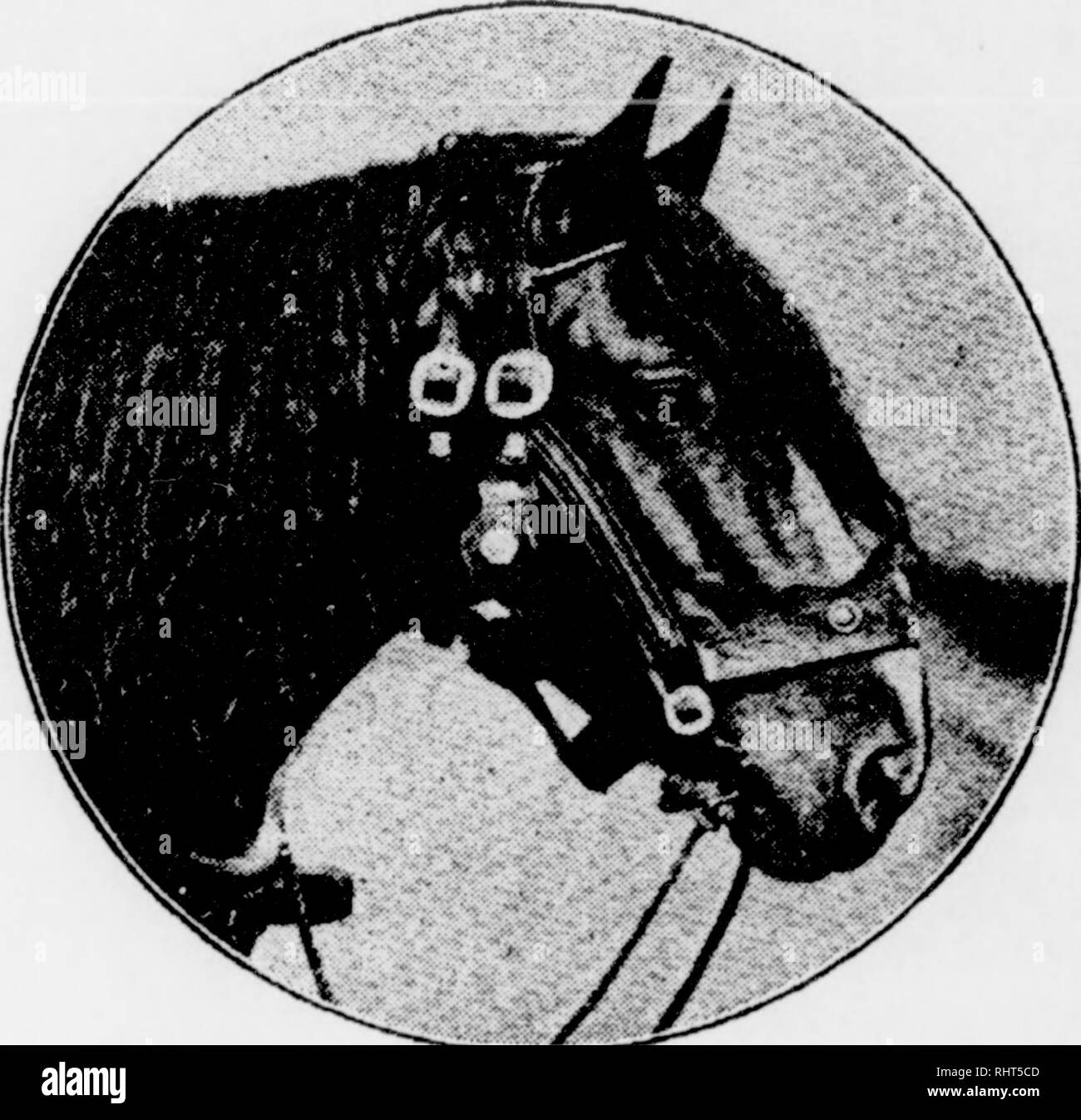 . Biggle cavallo libro. I cavalli. L'hackney. grande, bello, buon cavalli, ragionevolmente suono, con libero di azione e pagherà i buoni soldi e saremo lieti di ricevere a loro. Essi sono tutti grand cavalli e, fatta eccezione per i capelli fortemente gamba o pulire la gamba, nessun uomo può dire uno dall'altro. Sono tutti più prezioso e provengono da una sorgente. Essi hanno differenti ]^&GT;canne. 23 diventare ciò che noi li vediamo da influenza climatica, alimentazione e ambiente. Dobbiamo avere peso per soddisfare i mercati della città. Un orgoglioso-Stepping, vigorosa, potente Progetto di cavallo, con bella forma, è avidamente richiesto dal commercio. Solo di alta classe mare Foto Stock