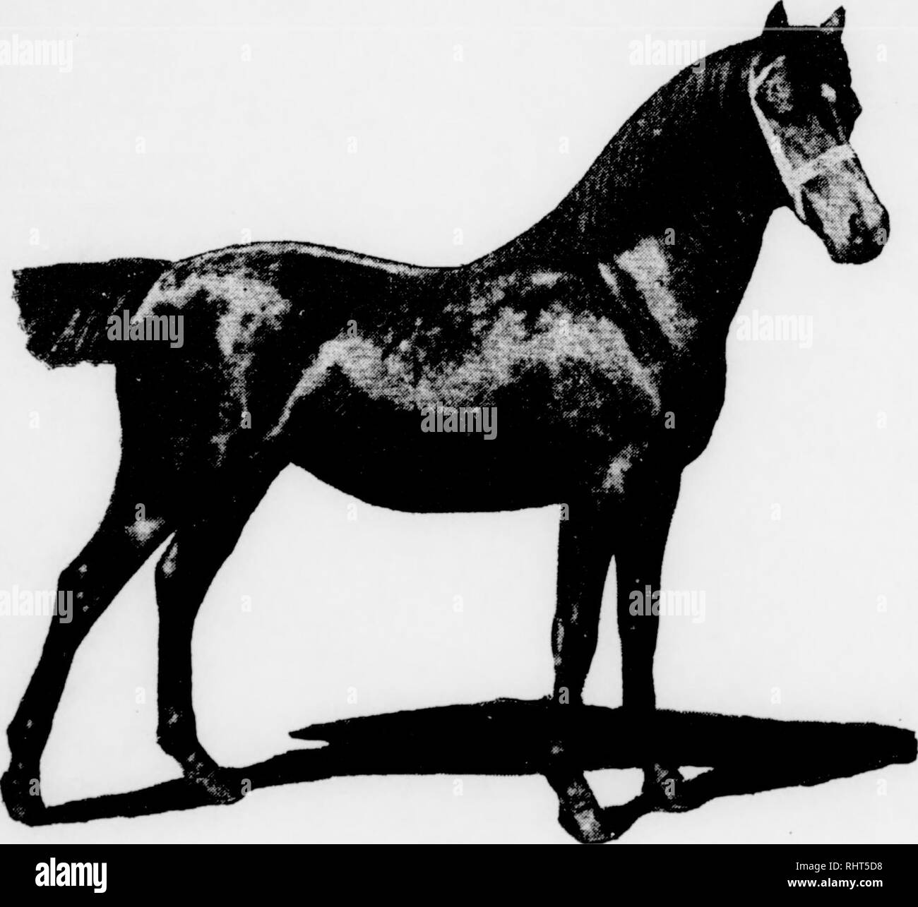 . Biggle cavallo libro. I cavalli. L'hackney. grande, bello, buon cavalli, ragionevolmente suono, con libero di azione e pagherà i buoni soldi e saremo lieti di ricevere a loro. Essi sono tutti grand cavalli e, fatta eccezione per i capelli fortemente gamba o pulire la gamba, nessun uomo può dire uno dall'altro. Sono tutti più prezioso e provengono da una sorgente. Essi hanno differenti ]^&GT;canne. 23 diventare ciò che noi li vediamo da influenza climatica, alimentazione e ambiente. Dobbiamo avere peso per soddisfare i mercati della città. Un orgoglioso-Stepping, vigorosa, potente Progetto di cavallo, con bella forma, è avidamente richiesto dal commercio. Solo di alta classe mare Foto Stock