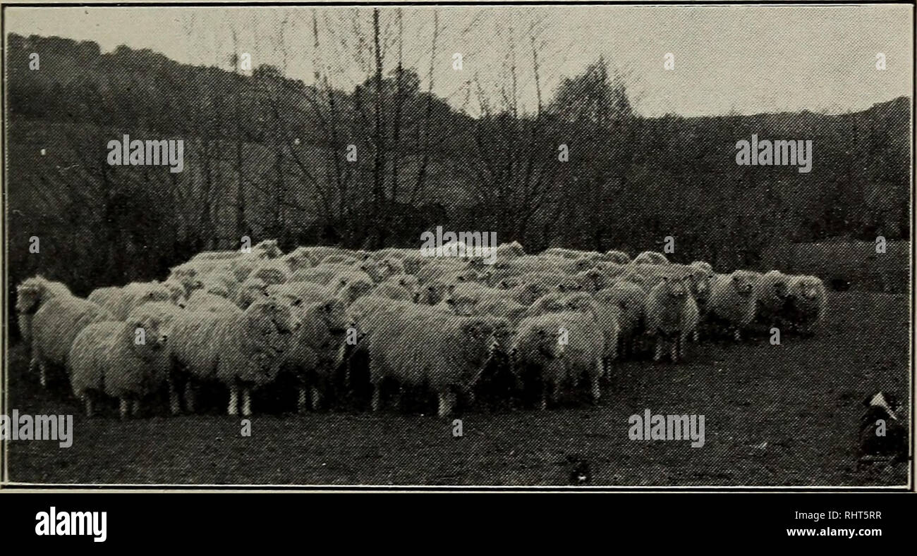 . Biggle pecore libro. Pecore. Razze. 25 10 a 12 pollici. Essi sono adatti per quasi qualsiasi cli- mate ; il meglio delle greggi in Inghilterra sono in rilievo su entrambi la luce e suoli pesanti e le paludi o pianure del Lincolnshire, mostrando che si adattano a qualsiasi terreno. Come tutte le altre pecore che hanno bisogno di un luogo asciutto a mentire e buona alimentazione ; essi probabilmente fare di meglio sul livello, seminativi, pascoli dove è abbondante. Eccellenza : Hardy, buona alimentatori, prolifico, producono una grande quantità di carni di montone e di una lunga di lucentezza lana atta a produrre un certo tipo di materiale che può essere ottenuto da nessun altro lana. Cotswold.-(vedere Foto Stock