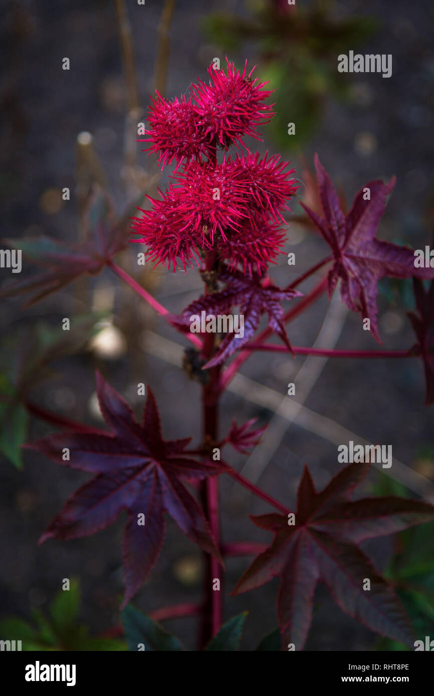 Ricinus communis, la Castor bean o olio di ricino impianto Foto Stock