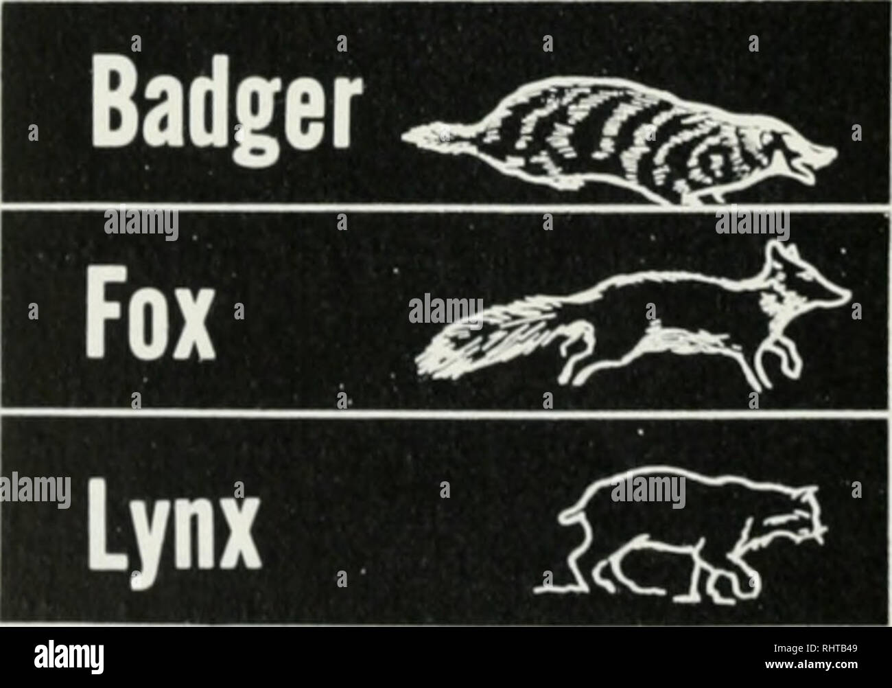 . Relazione biennale, Montana di selvaggina e pesce Commissione, Stato del Montana. Montana a base di pesce e selvaggina Commissione; Gioco protezione; la conservazione della fauna selvatica; pesca. Coyote J Skunk ^nS^. wolverine totale r:?"4=vC 1952-53 n. Pells valore N( V&LT; 1953-54 3. Pellicce ilue 64,733 39,382 60,849 $ $ 23,045 16,123 9,936 $ 95,485 $154,796 6,848 9,378 95,256 $ $119,349 2.233 3.282 $ 1,965 $ 2265 927 1.097 S M22 $ 1.196 196 104 $ 437 $ 90 1,965 1,664 1,788 $ $ 1,431 373 412 $ 489 $ 486 154 148 $ 106 $ 99 6 14 8 $ $ 14 8 21 $ 40 $ 63 4 $ 40 $ 80 87,381 $257,585 71,629 $302,914. Si prega di notare che queste immagini sono extr Foto Stock