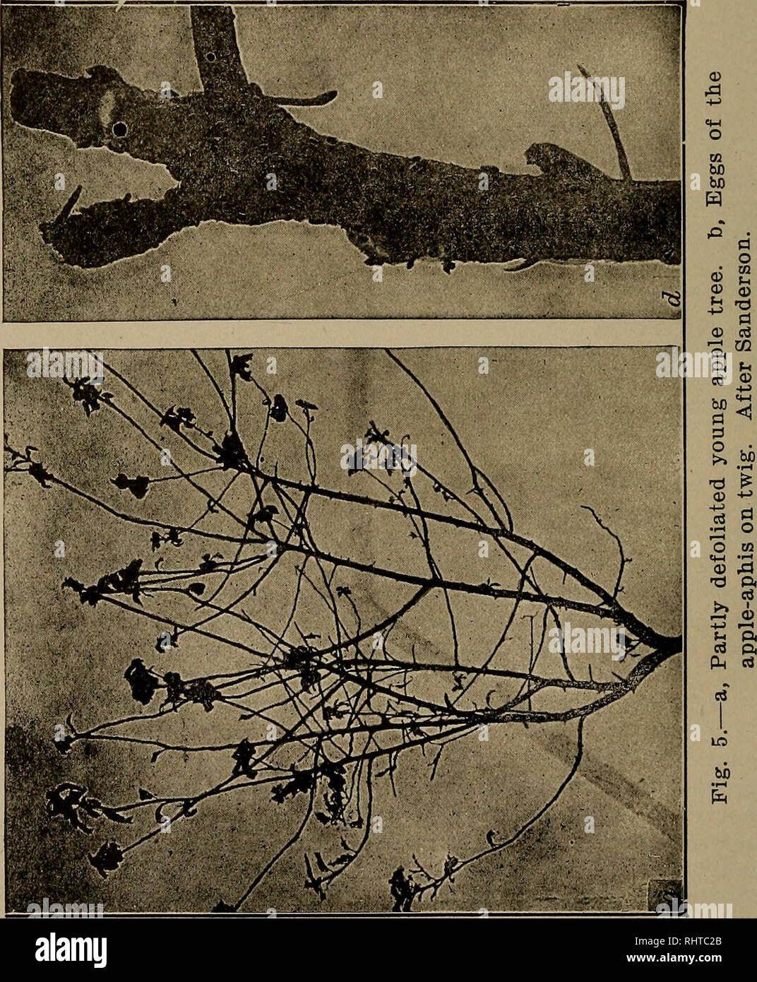 . Relazione biennale. Insetti nocivi e benefici. [Dal vecchio catalogo]. 1IC prima Relazione Biexmal [W. Va. aphisf che, come indica il suo nome, è di un colore rosato o di colore rossastro. Il suo colore varia grandemente ma l'addome è proporzionalmente più grande e l'insetto stesso è apprezzabilmente più grande delle altre specie. La natura del pregiudizio causato da afidi. Aphis pregiudizio è troppo conosciuto molto più bisogno di descrizione. Il più evidente effetto della presenza di insetti in grandi numeri è l'arricciatura delle foglie. Questo, nei casi di grave infestazione, può essere seguita da una parziale o completa defol Foto Stock