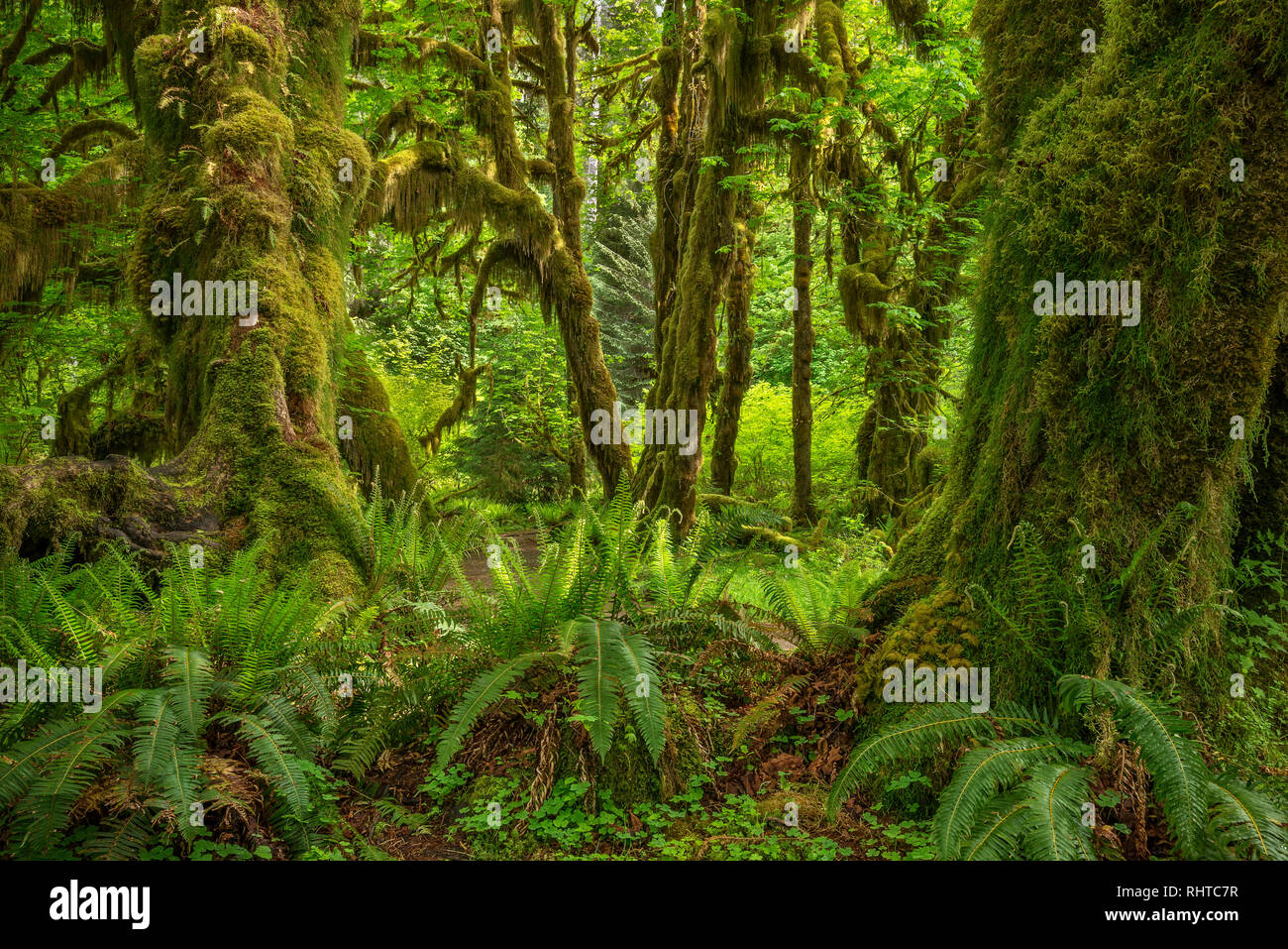 Felci e muschi e Bigleaf alberi di acero, Hall di muschi Trail, Hoh Rainforest, il Parco Nazionale di Olympic, Washington. Foto Stock