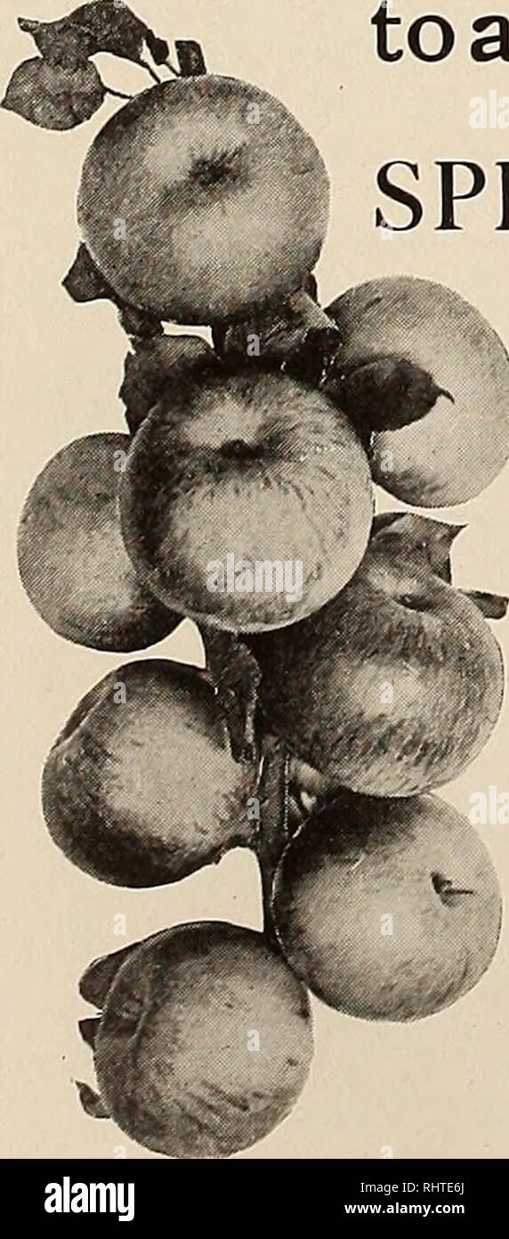 . Frutti migliori. Frutti-coltura. Pagina 66 frutti migliori febbraio Hood River vivai hanno per la prossima stagione una linea completa di vivaio Newtown e Spitzenberg propagato dal cuscinetto selezionato alberi. Non commettere errori, ma iniziare il vostro diritto di Orchard. Generazione di piante secolari. Hood River (Clark piantina) piante di fragola in quantità adatte a. Inviare per i prezzi. RAWSON &AMP; Stanton, Hood River, Oregon Vuoi un frutteto di Willamette Valley? In modo che possiamo disporre dei nostri pochi restanti frutteti, offriamo uno speciale incentivo agli acquirenti nel modo di trasporto. Questo spe Foto Stock