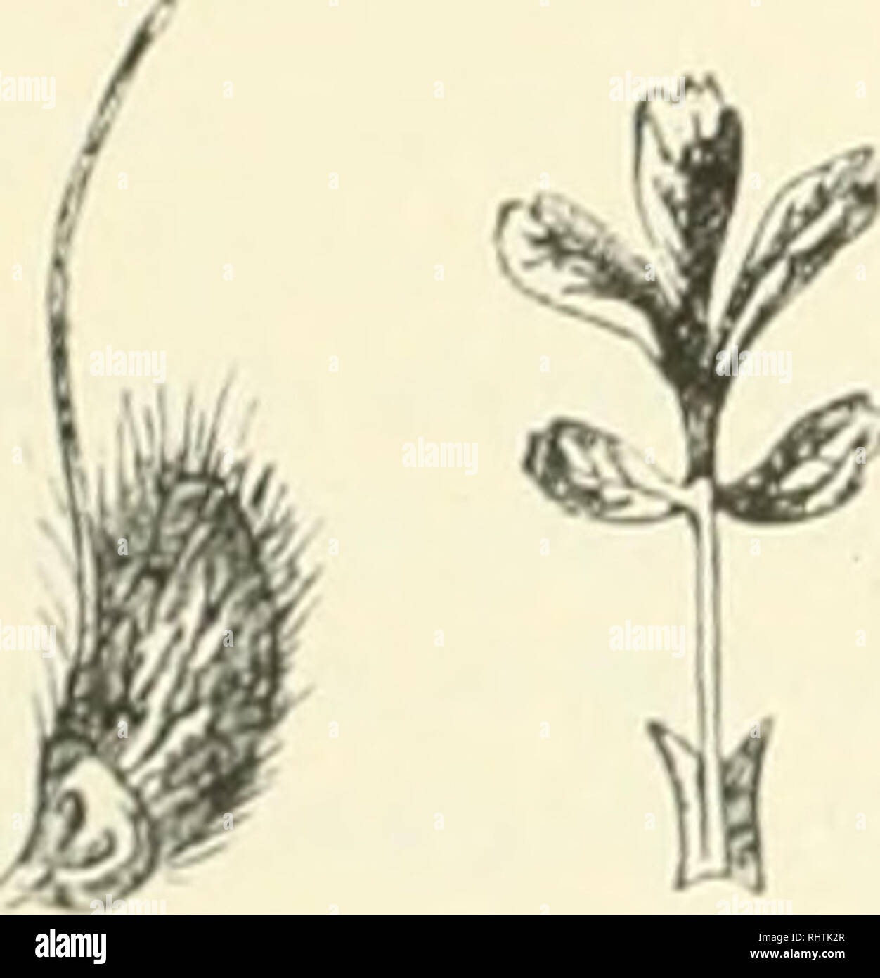 . Bibliotheca botanica. Piante. - 68 - fcre subbasalis) filiforniis carpello niaturo duplo longior, sligma non .lilalatuin, lenuissiinuia. 1. Flor. Jim.-lug. P lignosa Willd. Herb, ex Schlechlend. Mag. Ges. nat. Fr. V.rvhn II. 2.):i (1816). - Pag. x y 1 o r r h i z un Boiss. et Höh. Diagn. Ser. I. Este. 10, p. 5 (1849); Lehm. Il rev. Pot. 14. scheda. 2. fig. 1; P. lignosa ß) xylorrhiza Boiss. Fl. O. Brevetto statunitense n. 763 (18;2). - T r i c h o t h a 1 a in ii s lignosus Lehm. Nov. Acta Acad. Nat. Cur. X. 585, ic. t. 49. (1821): Lehmannia lignosa Tratt. Ros. Moiiogr. 1". 144 (1824). Diese Spezies gehört zu fitMi Foto Stock