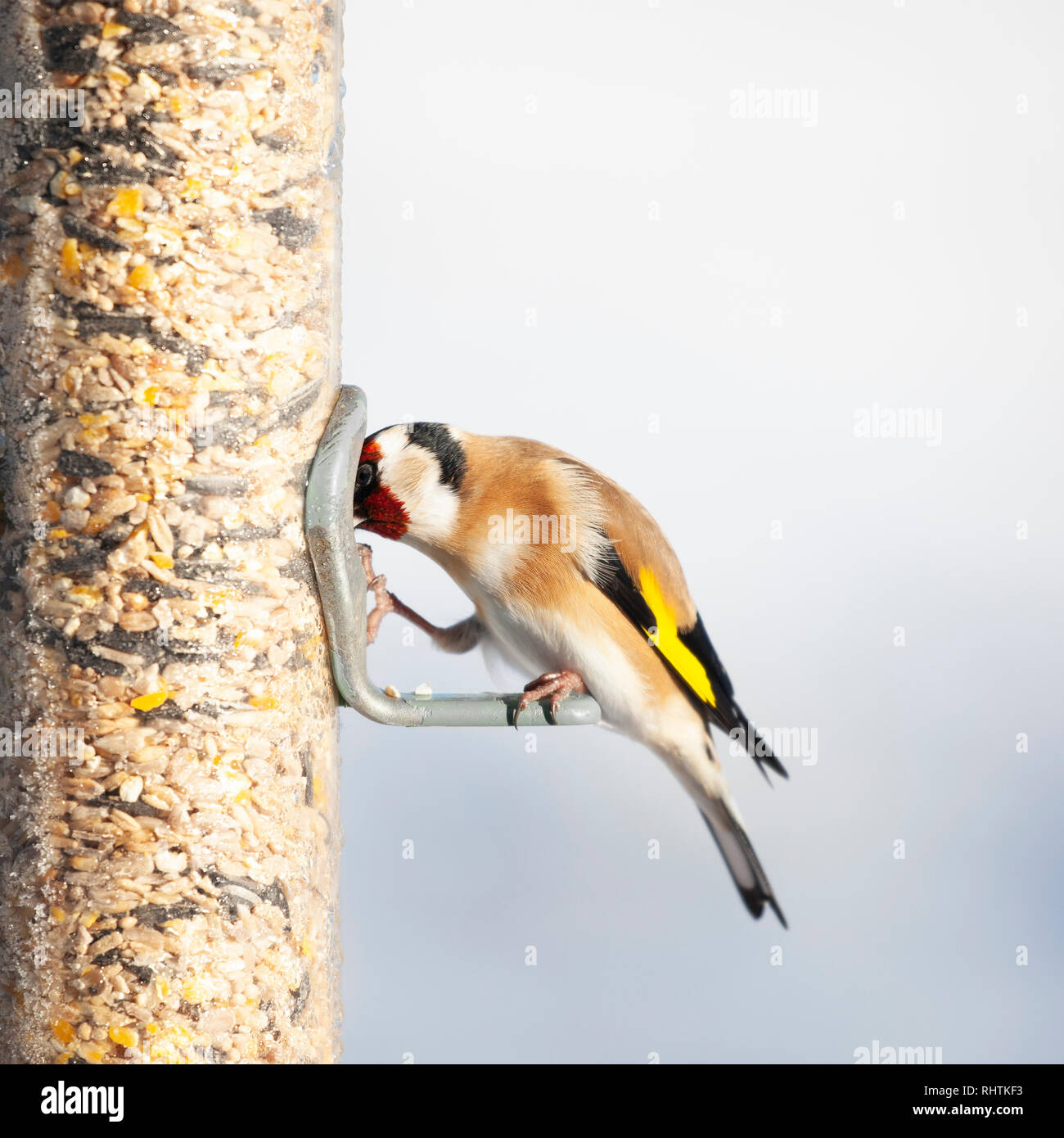 Unione cardellino, Carduelis carduelis, picking sementi dalla porta di alimentazione di un bird feeder riempito con semi misti contro un totalmente defocussed neve Foto Stock