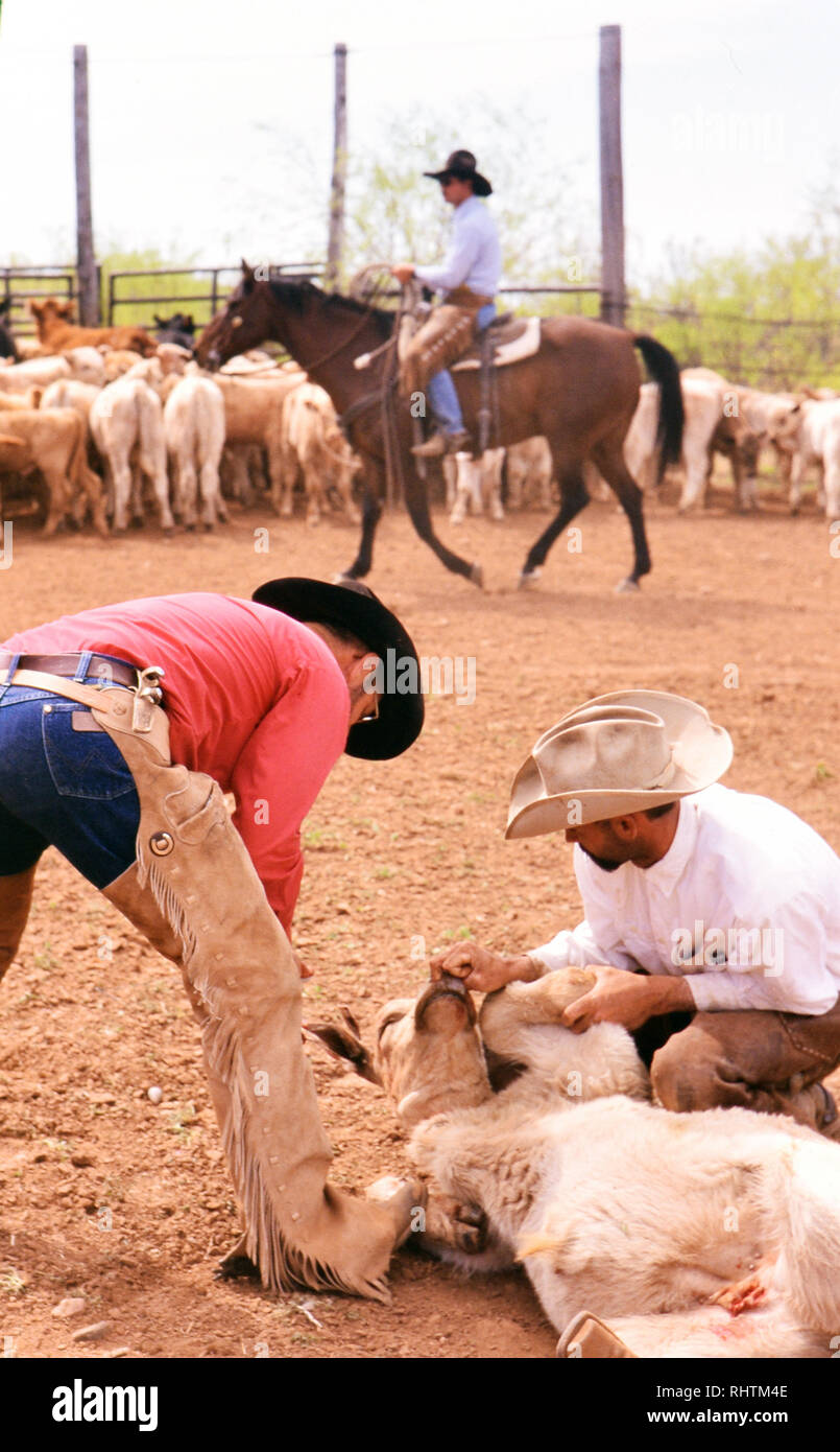 Cowboy in un ranch del Texas a primavera tempo di branding. Foto Stock