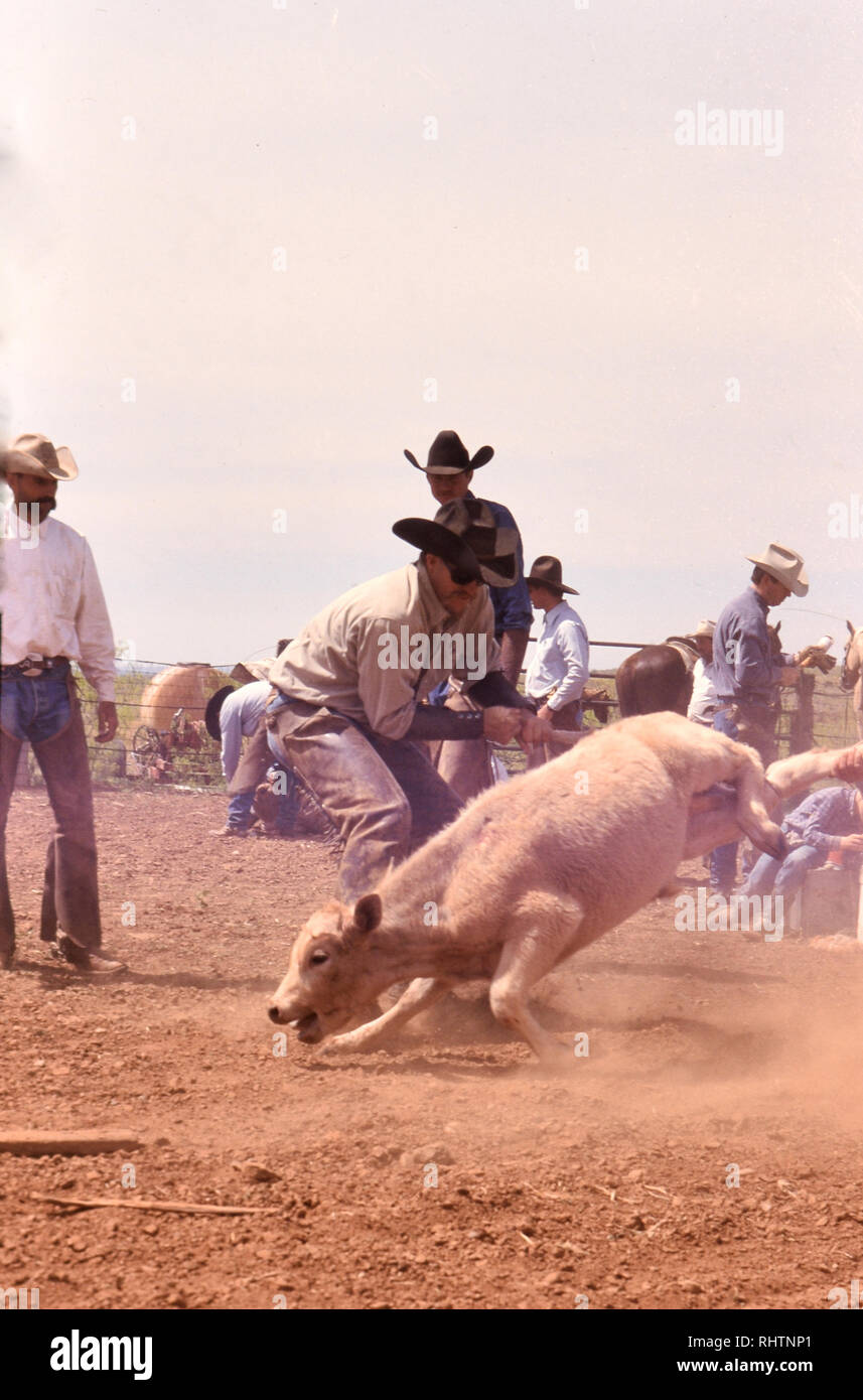 I cowboys che fiancheggiano un vitello prima di esso è marchiato durante un tempo di primavera branding su un ranch in Texas Foto Stock