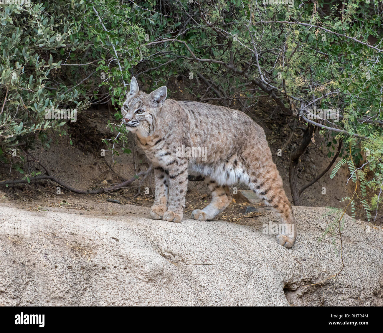 Bobcat sotto un ombrello di rami Foto Stock